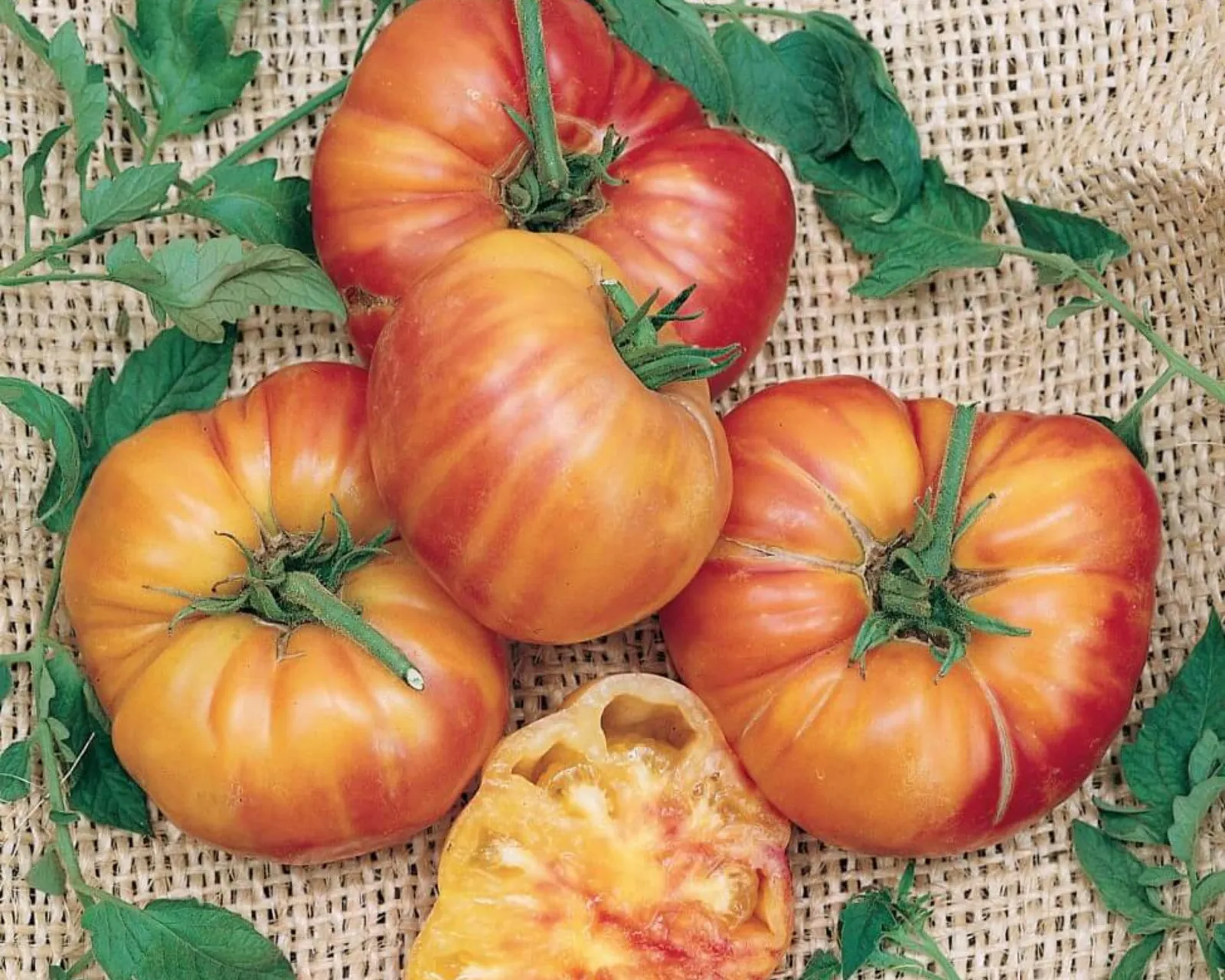 Old German Tomatoes