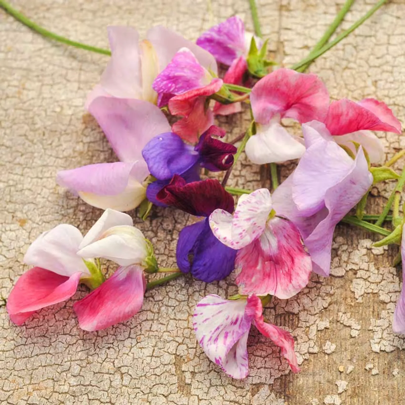 Old Spice Mix Sweet Peas