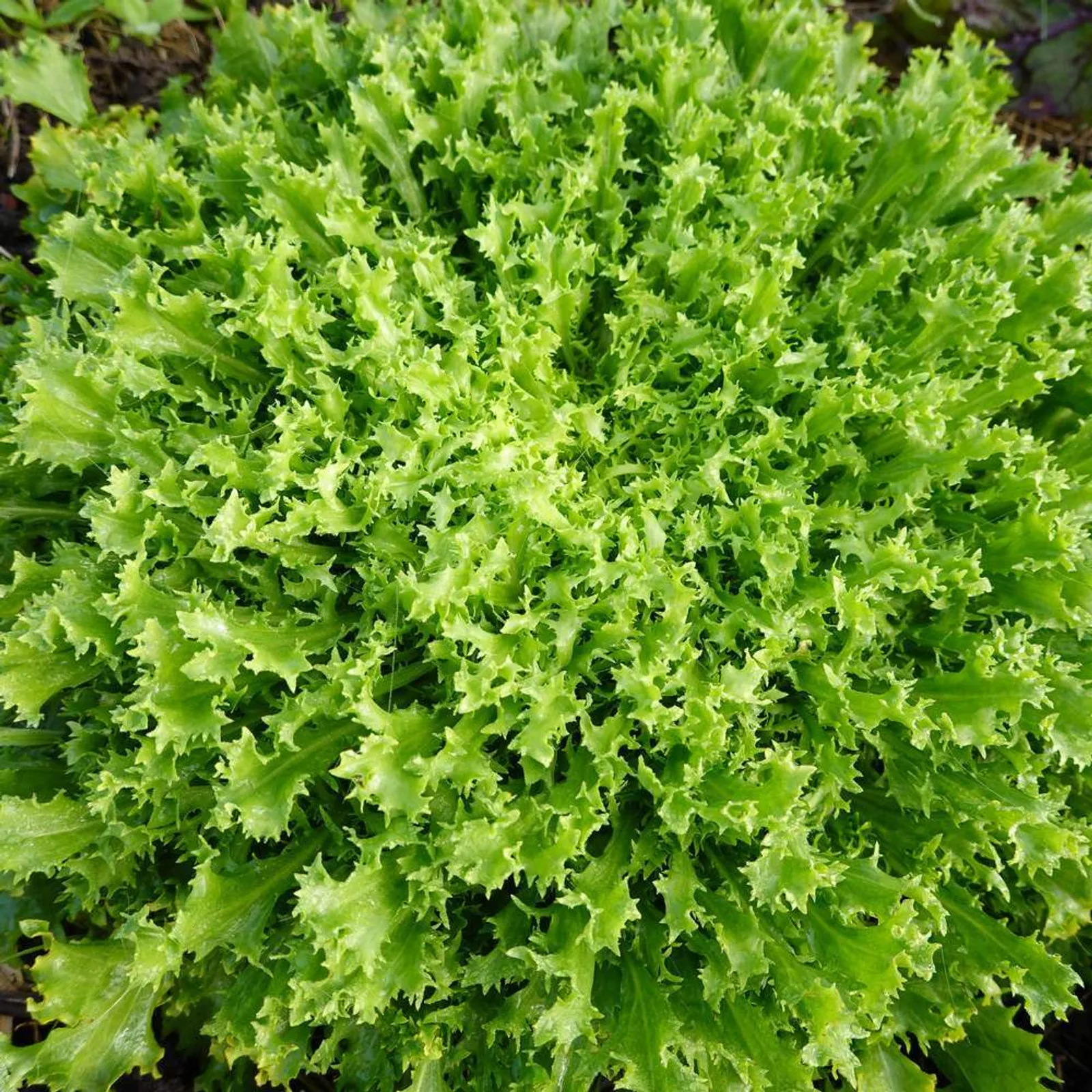 Olesh Tres Fine Endive Endive/Escarole