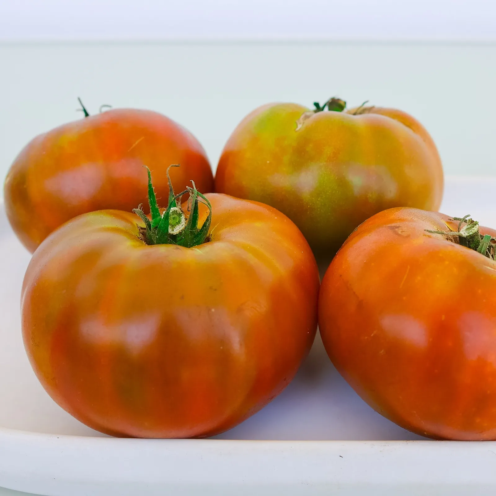 Olive Shades Patio Tomatoes