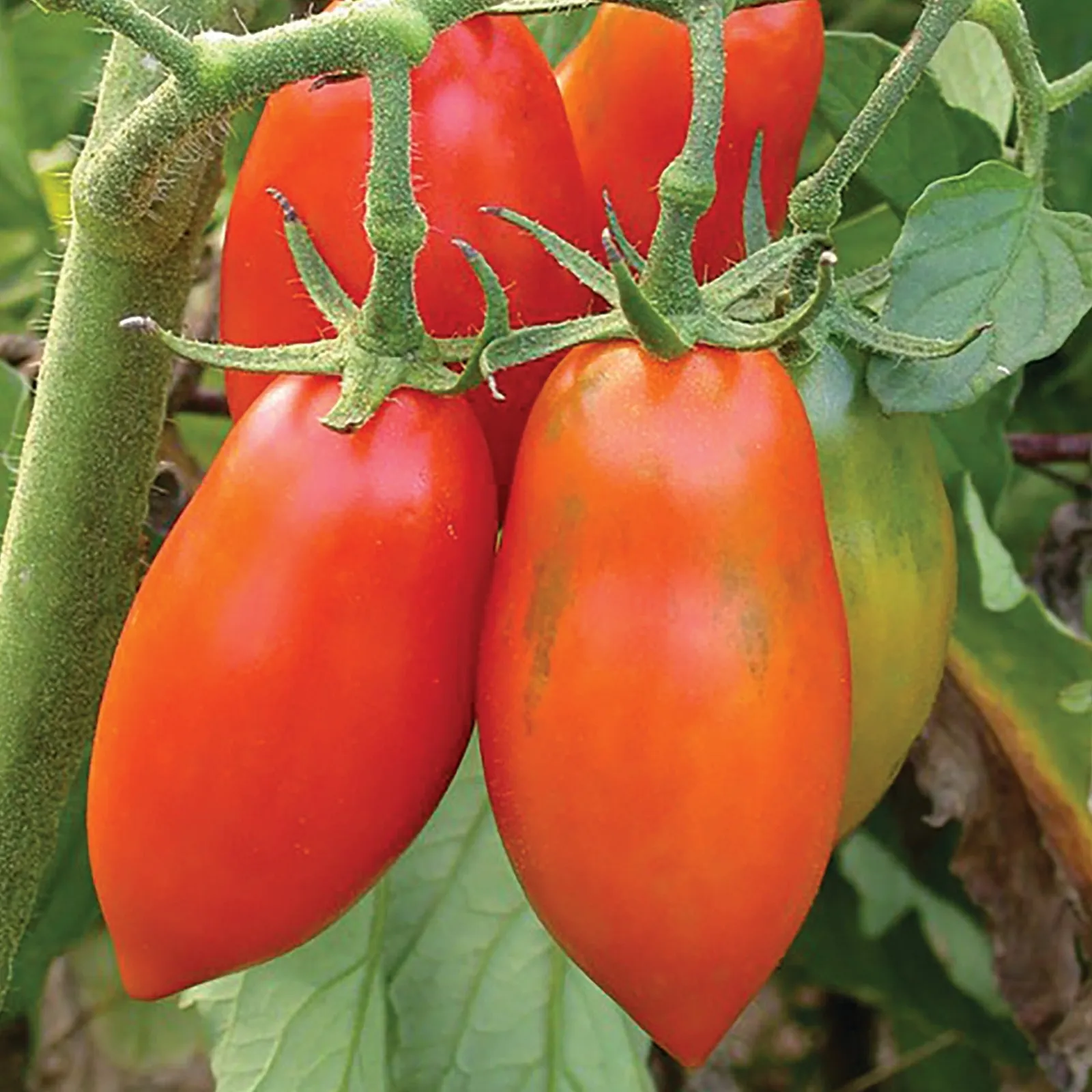 Opalka Tomatoes