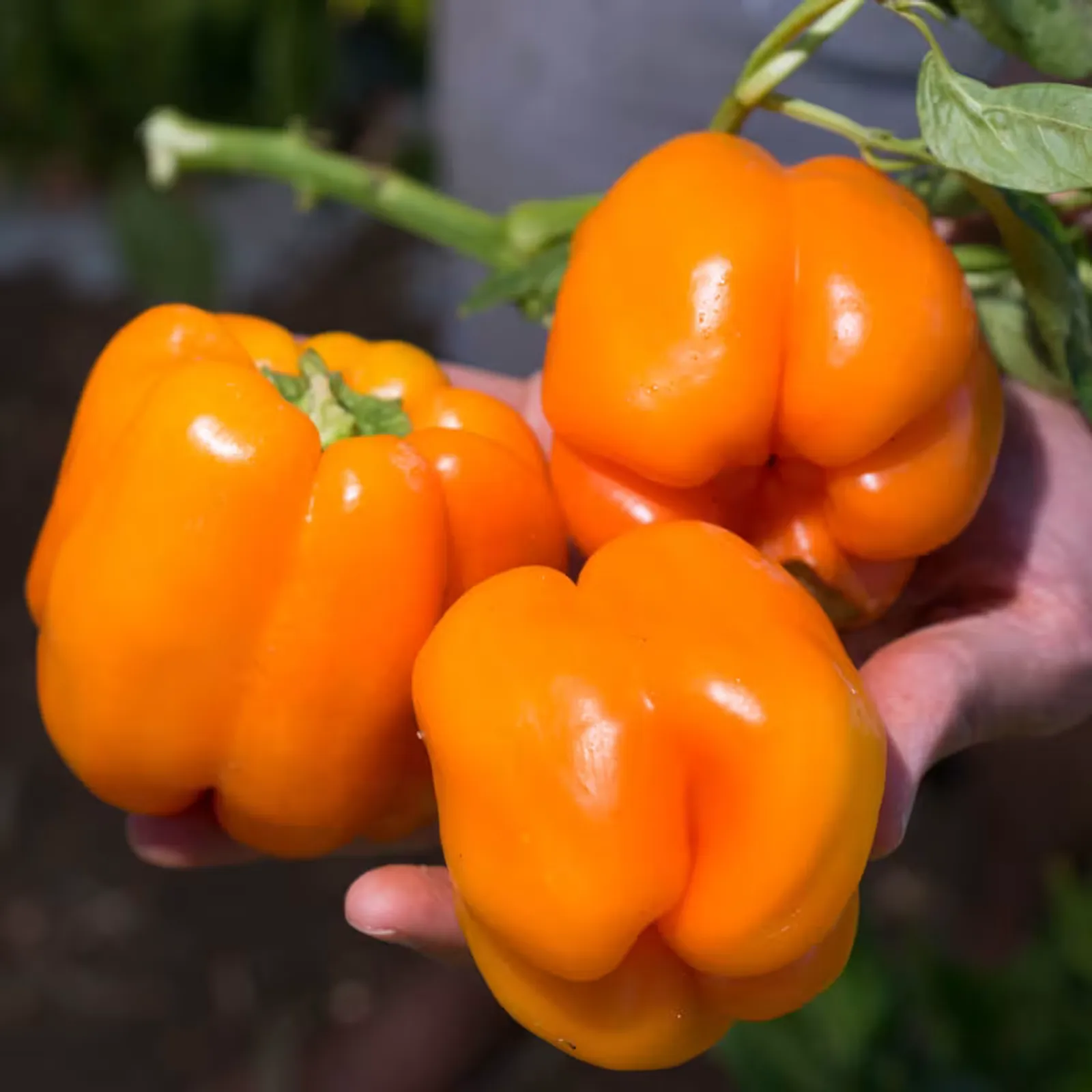 Orange Bell Peppers
