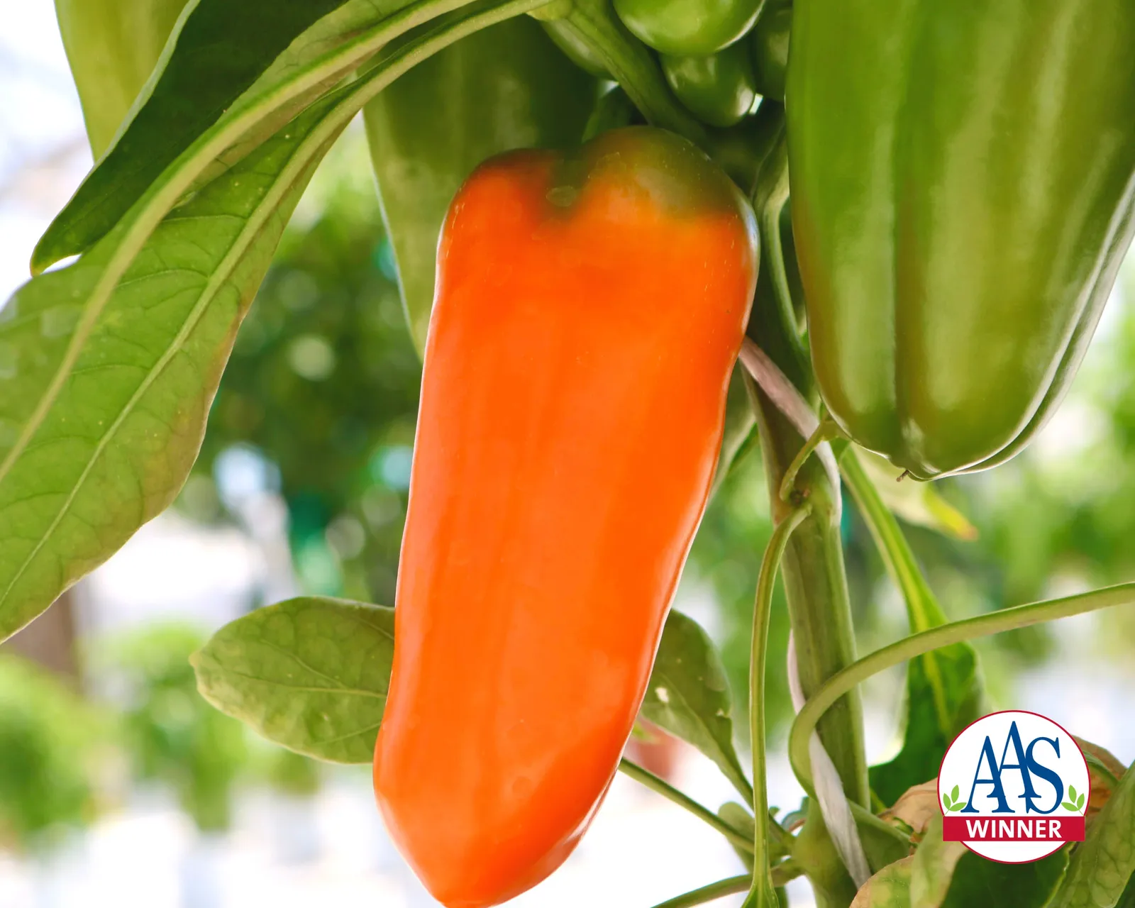 Orange Blaze Peppers