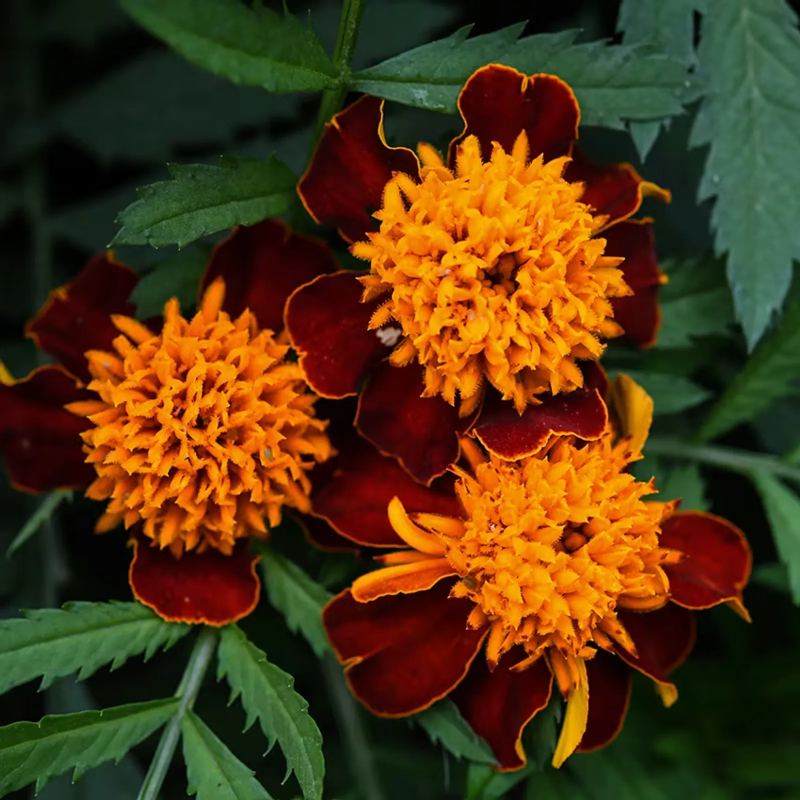 Orange Flame Marigold