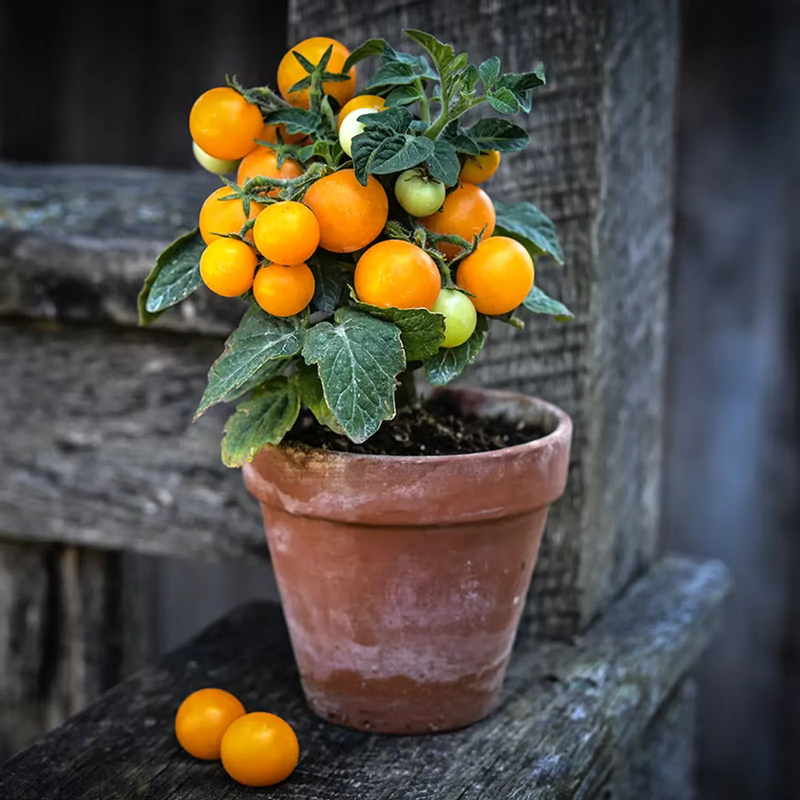 Orange Hat Tomatoes