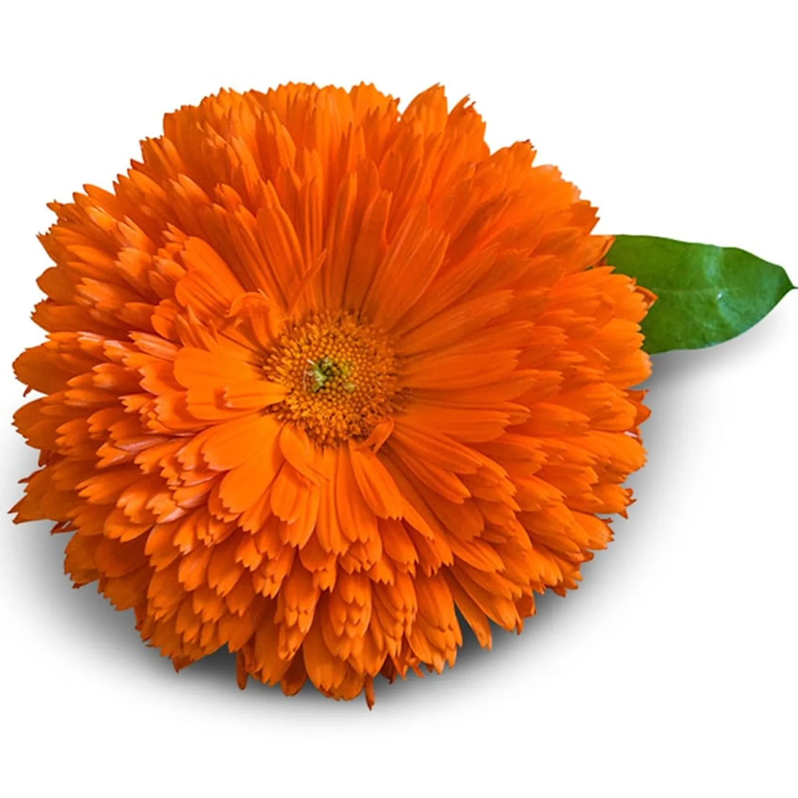 Orange King Calendula