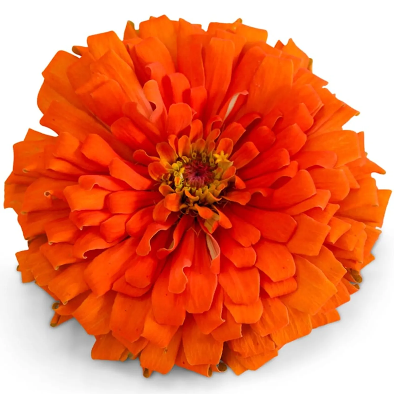 Orange King Zinnia