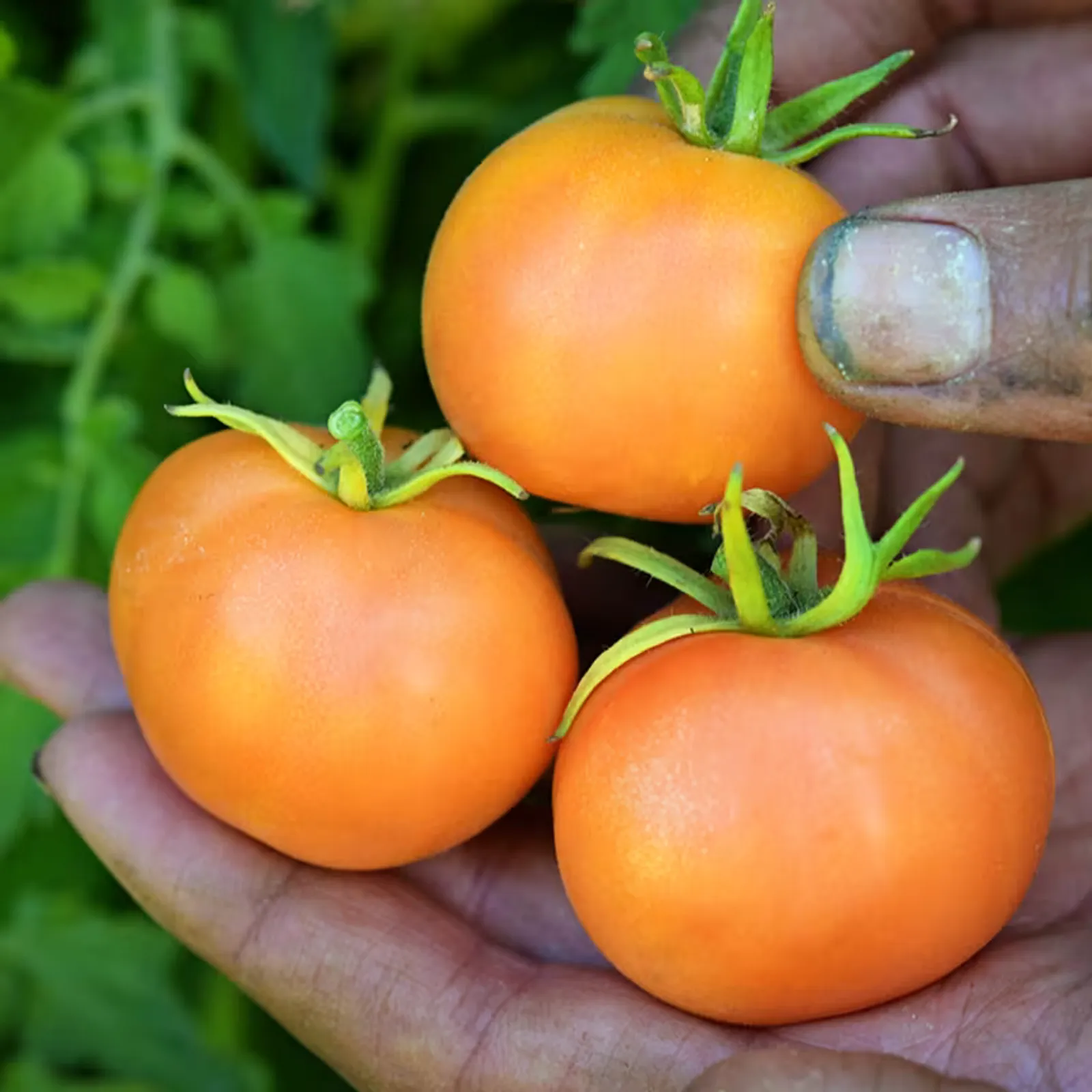 Orange Peach Tomatoes