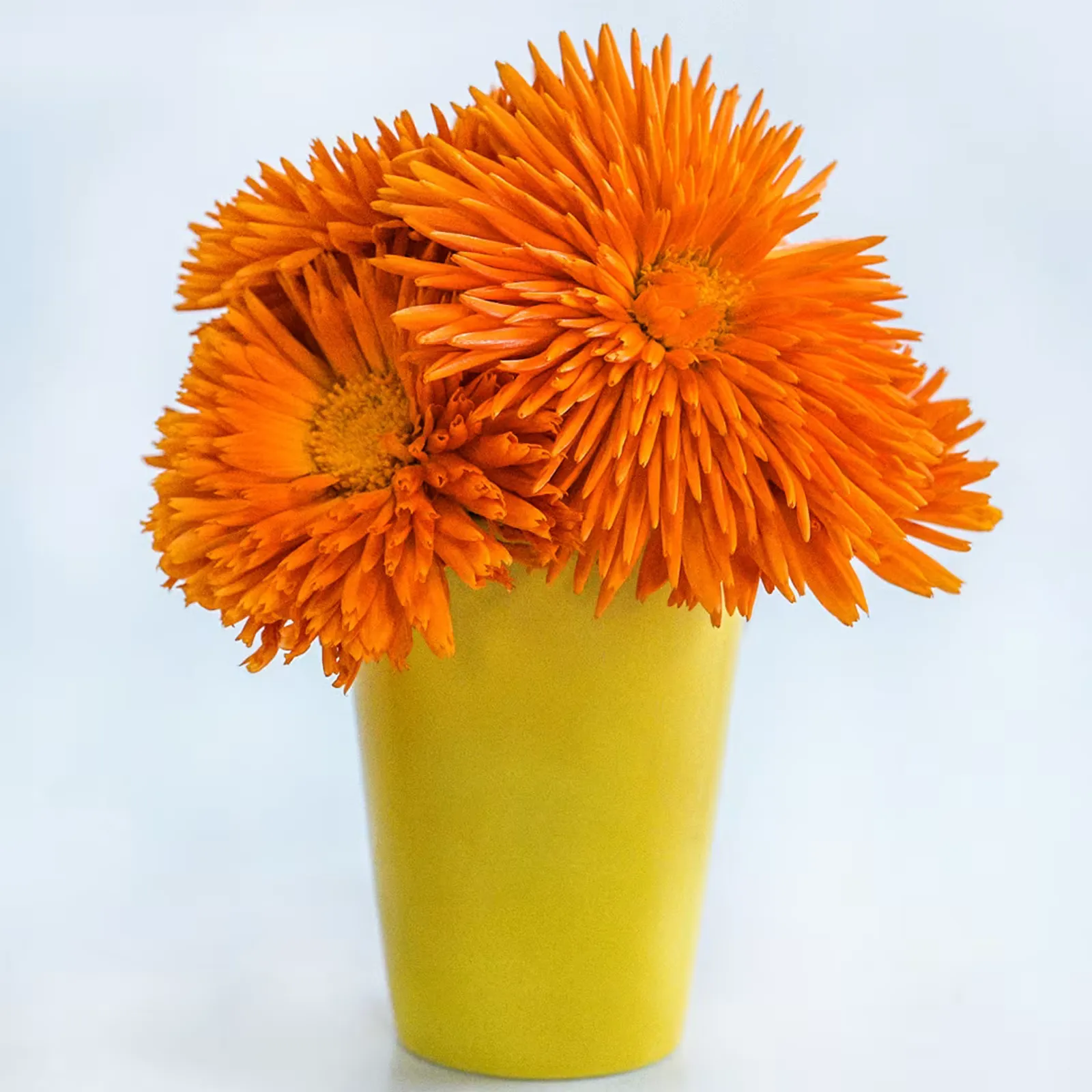 Orange Porcupine Calendula