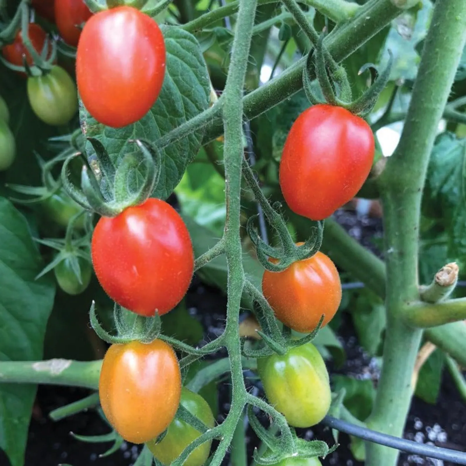 Orange Roussollini Tomatoes