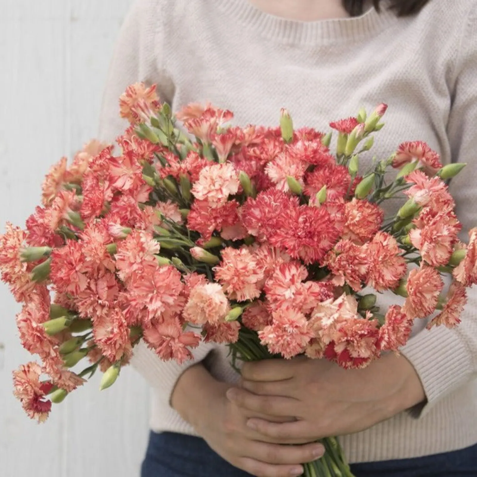 Orange Sherbert Carnation Dianthus