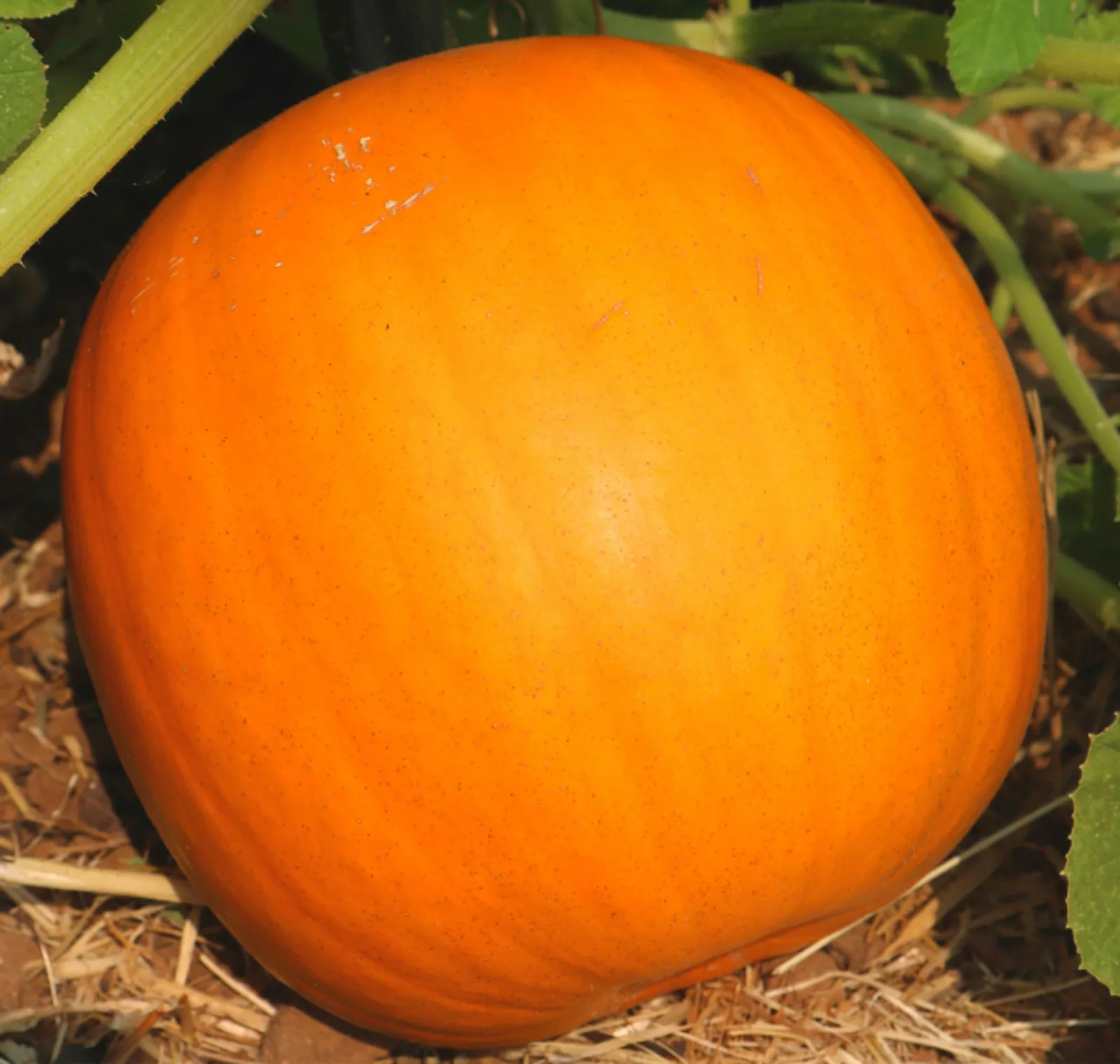 Orange Smoothie Pumpkin