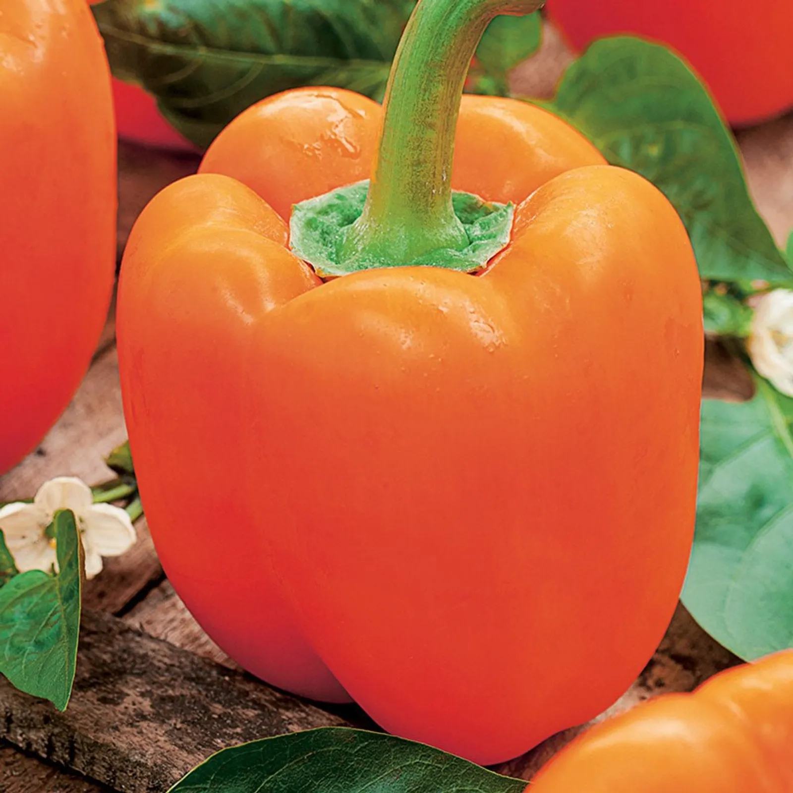 Orange Sun Peppers