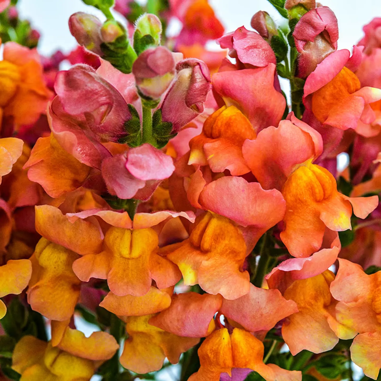 Orange Wonder Snapdragon