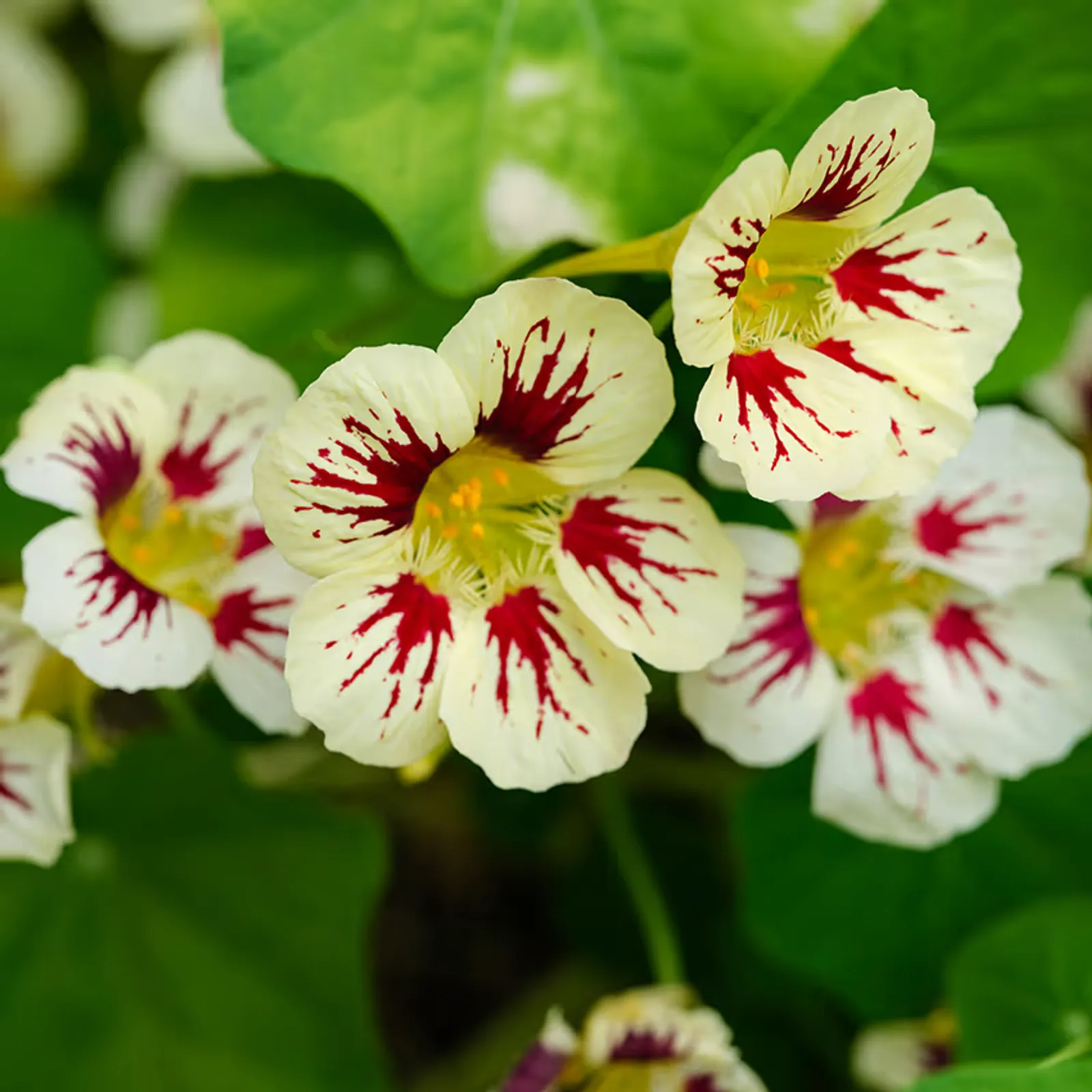 Orchid Cream Nasturtium