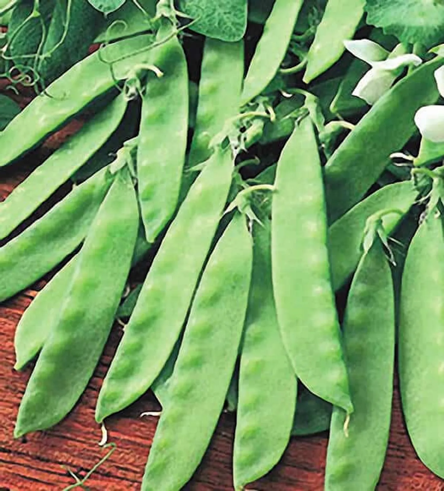 Oregon Giant Peas