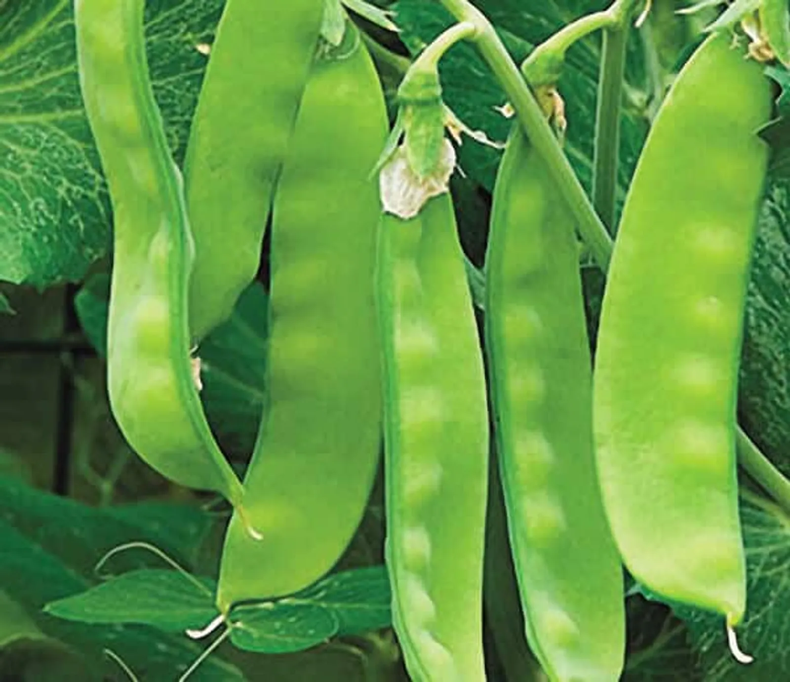 Oregon Sugar Pod II Peas