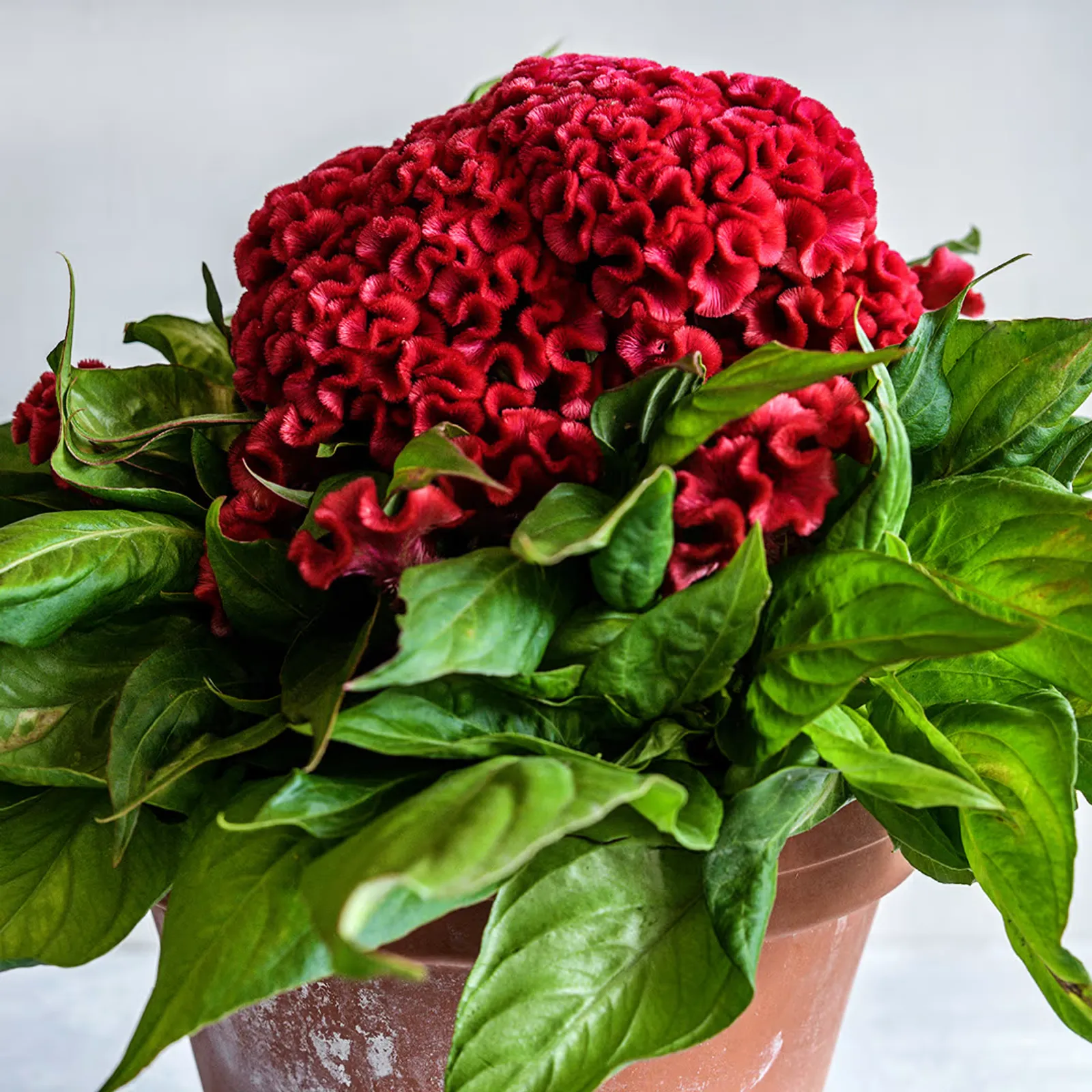 Orient #2 Dwarf Cockscomb Celosia
