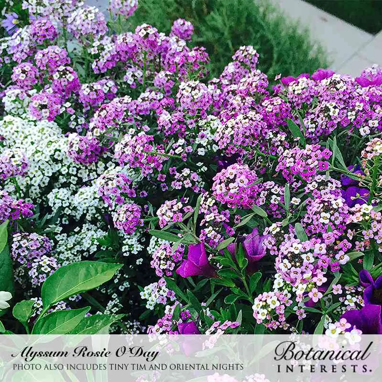 Oriental Nights Sweet Alyssum