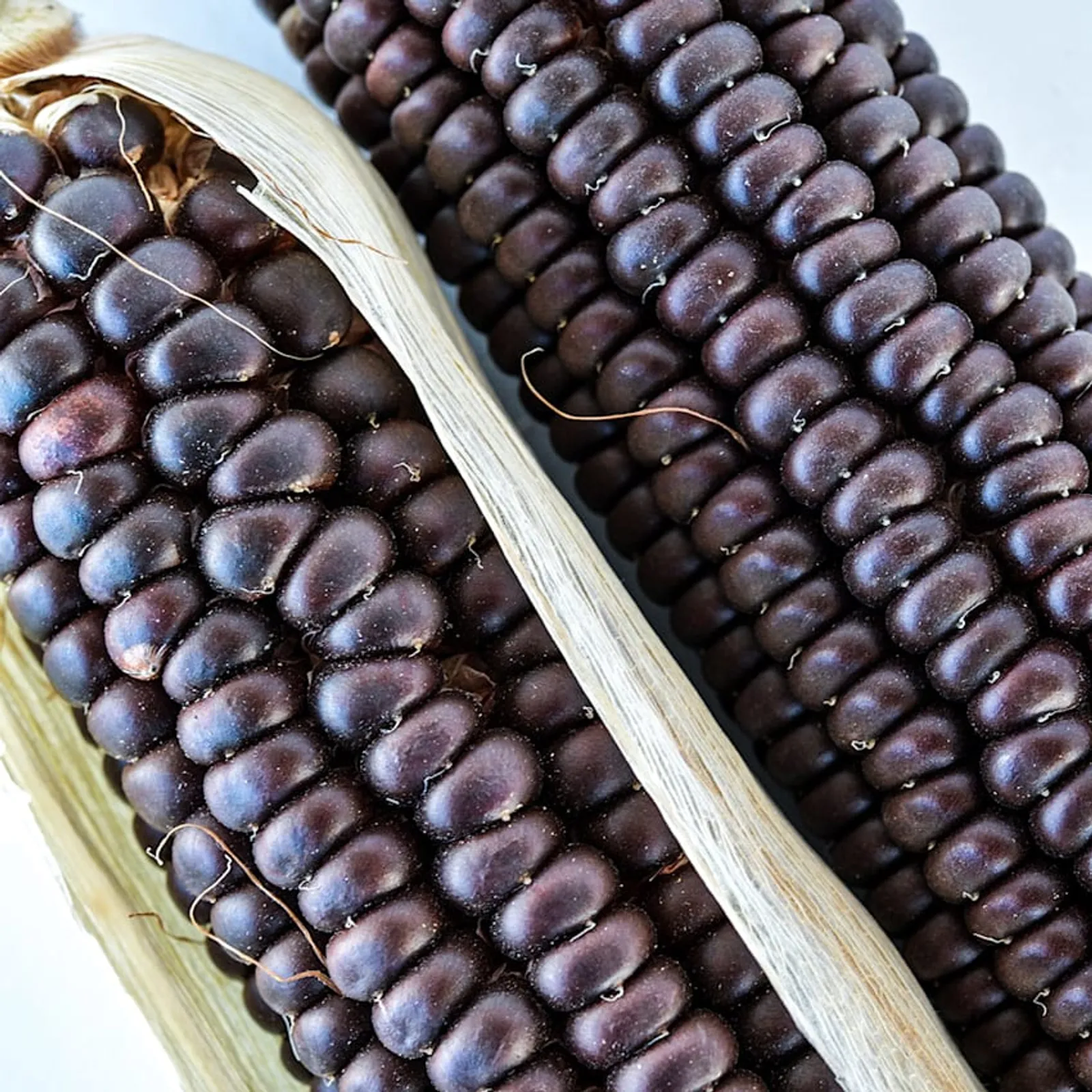 Osage Brown Corn