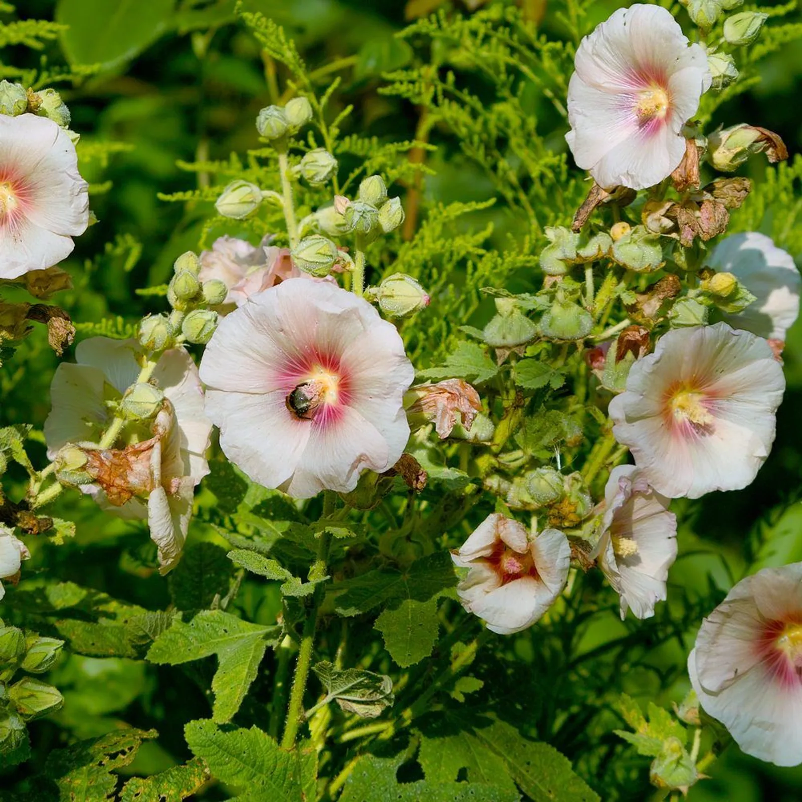 Outhouse Hollyhock