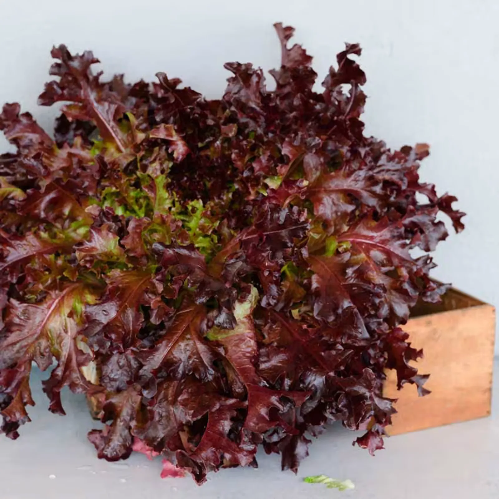 Outredgeous Lettuce