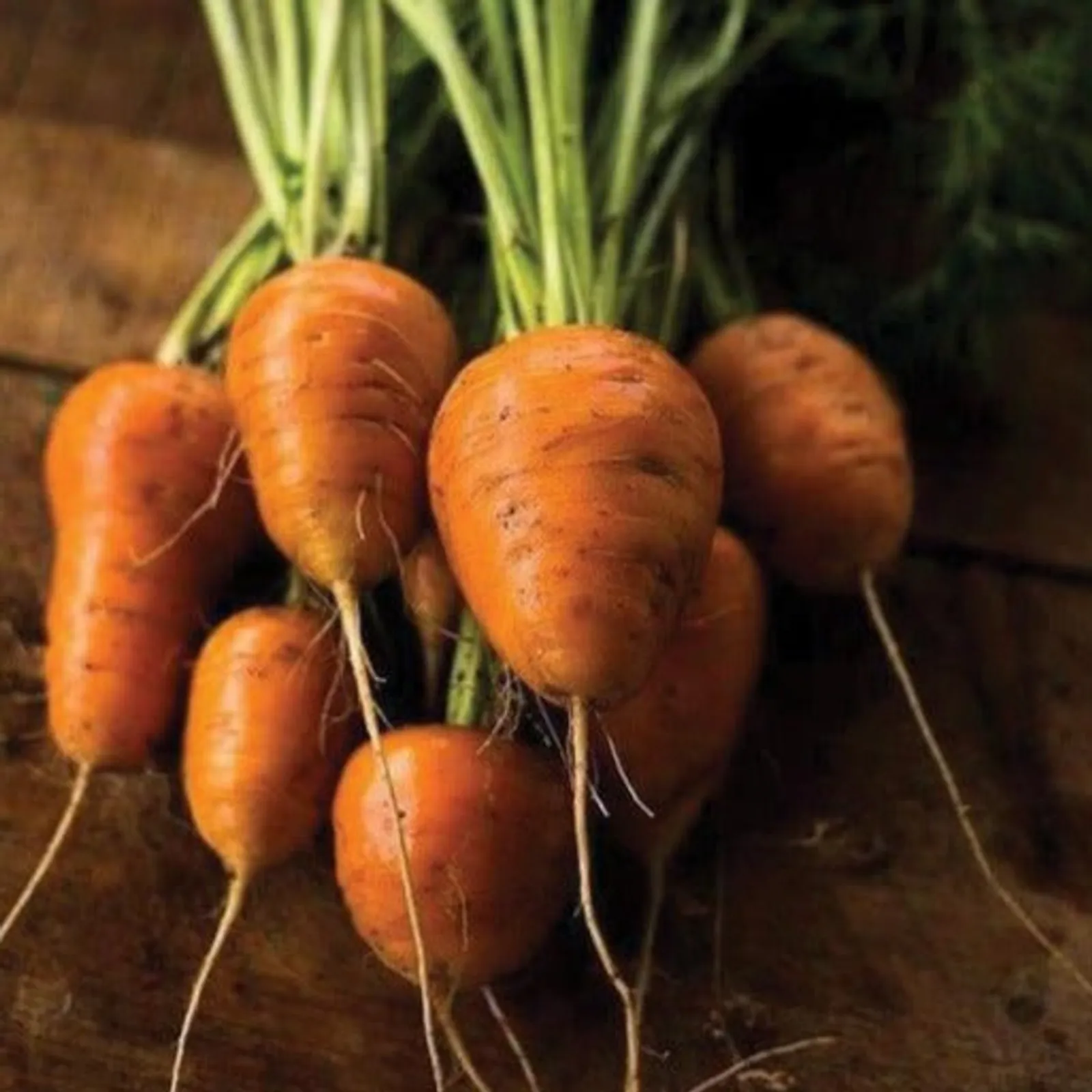 Oxheart Carrots