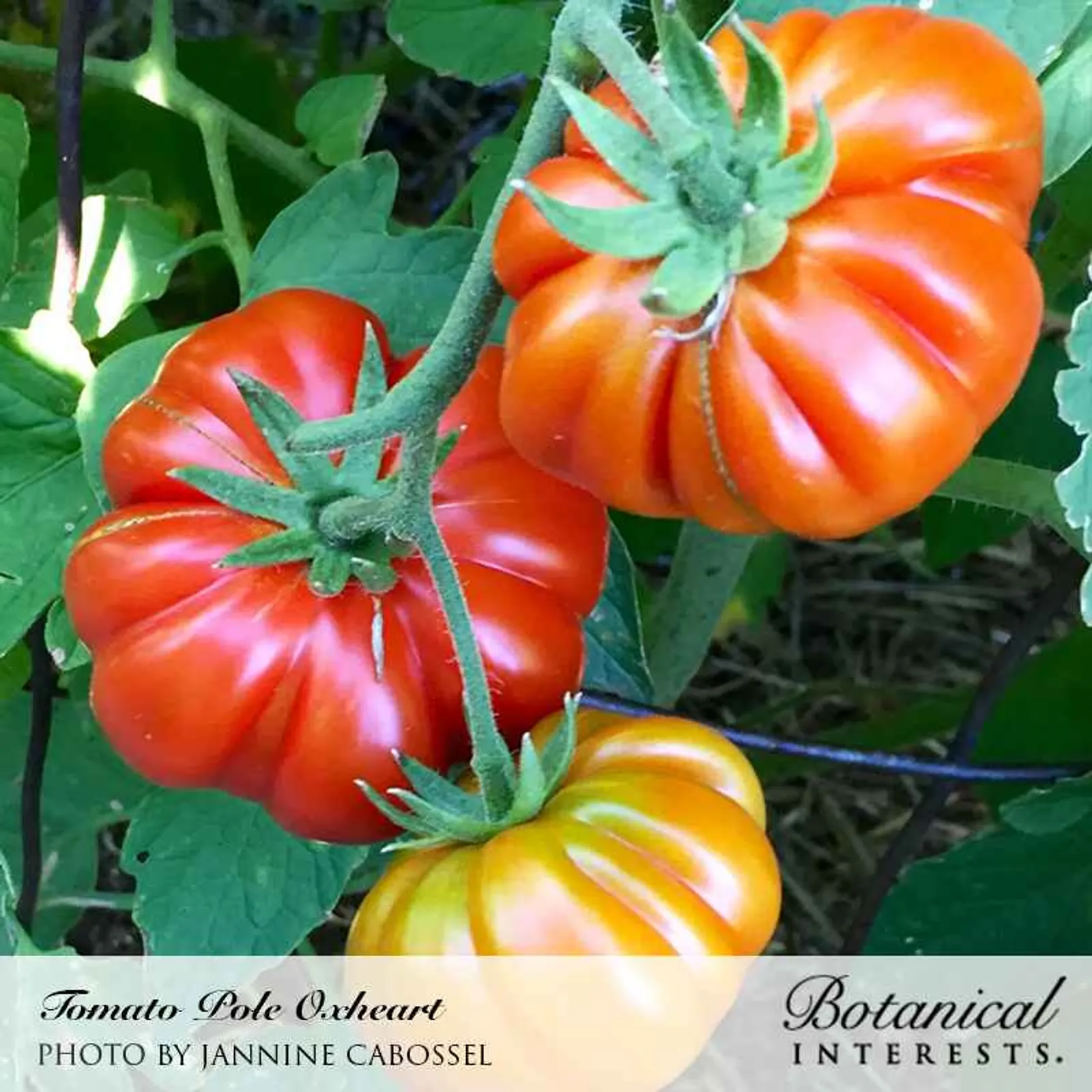 Oxheart Pole Tomatoes