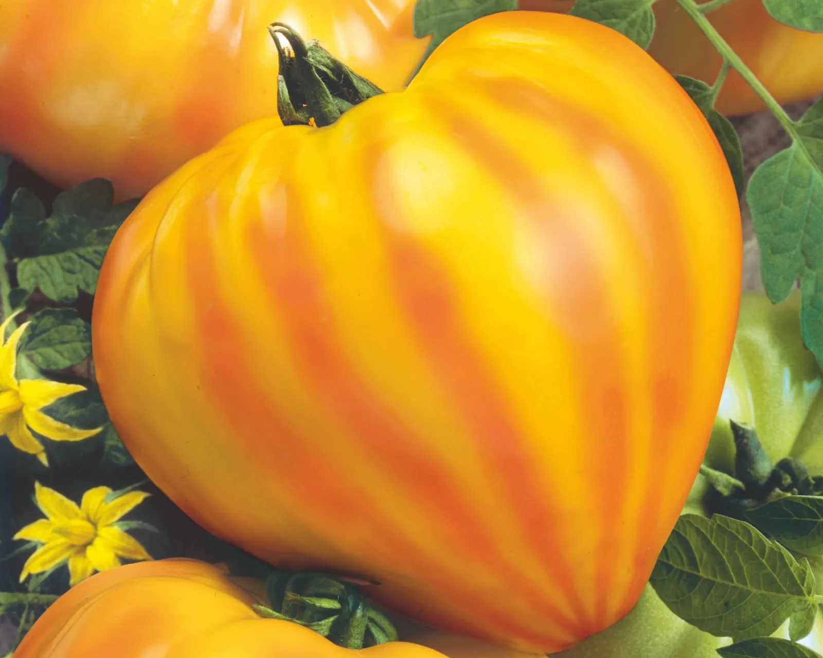 Oxheart Striped Bicolor Tomatoes