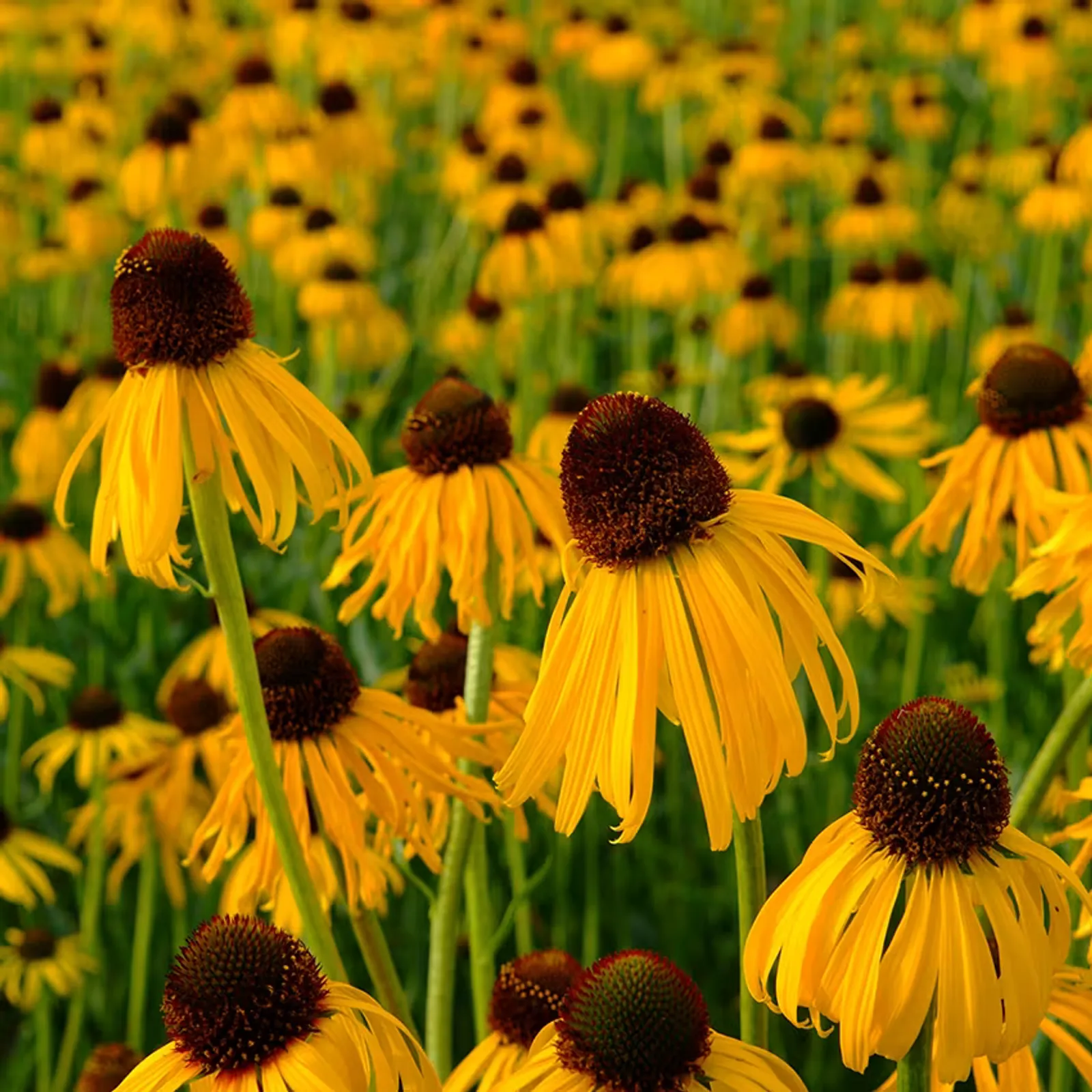 Ozark Yellow Coneflower Echinacea