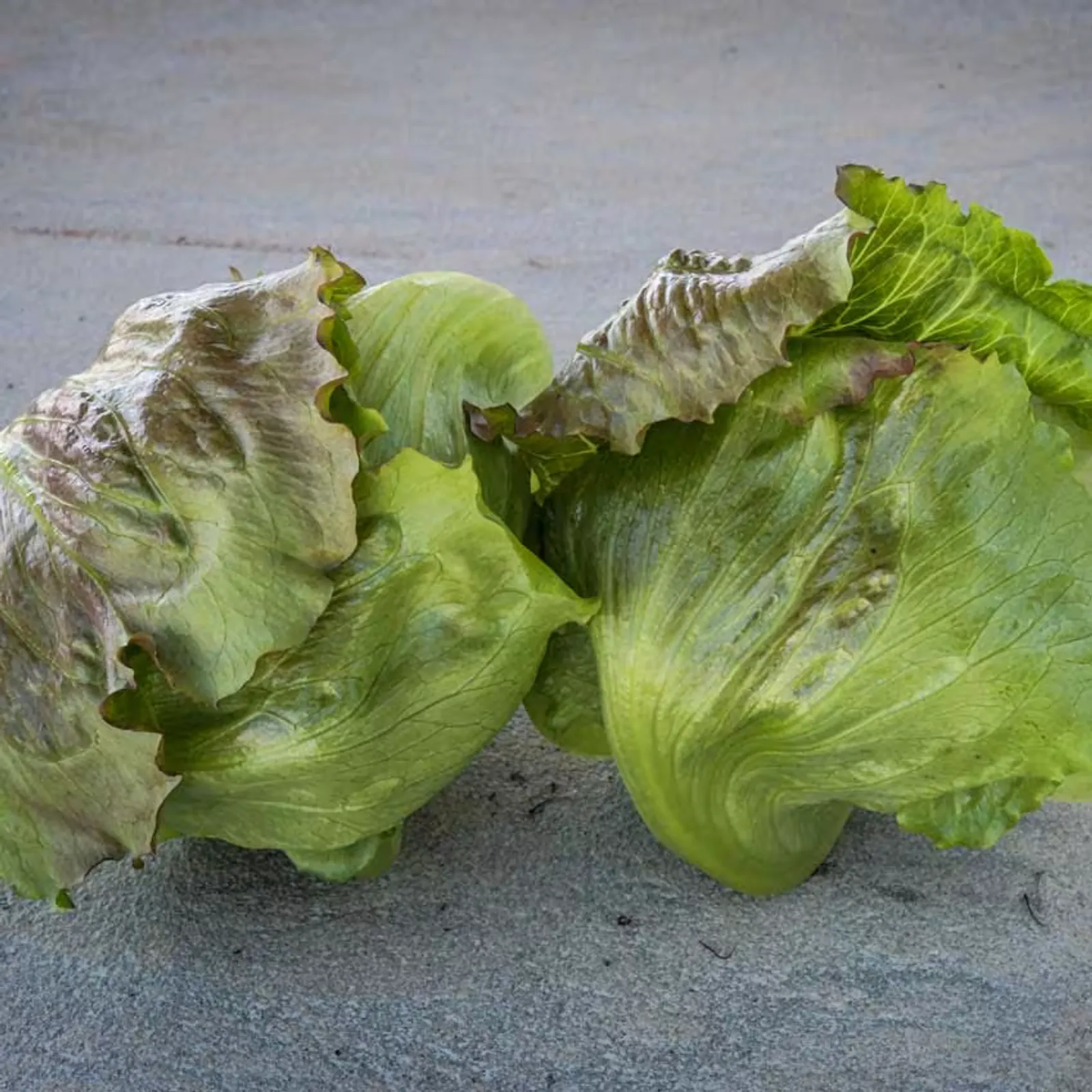 Pablo Lettuce