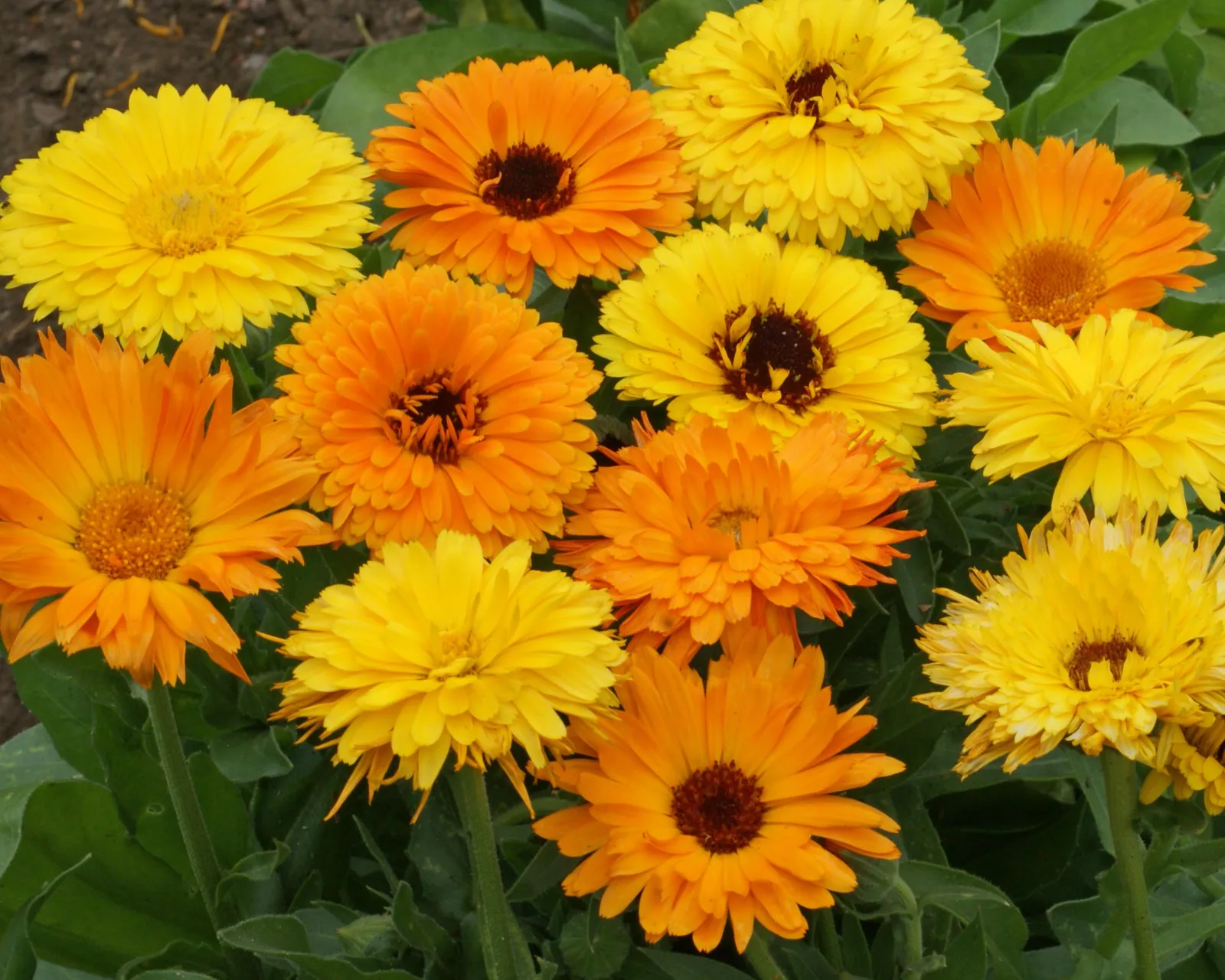 Pacific Beauty Mix Calendula