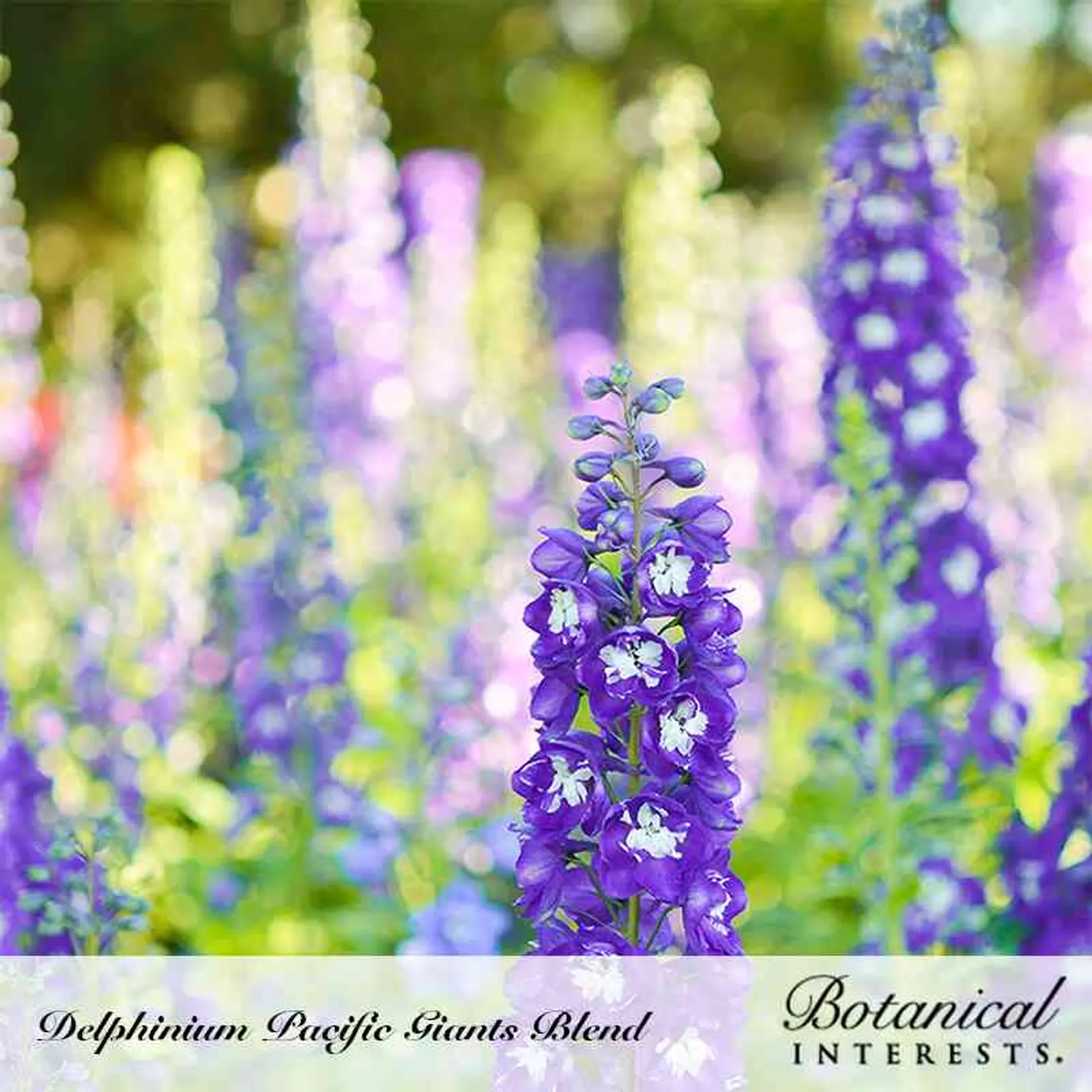 Pacific Giants Blend Delphinium