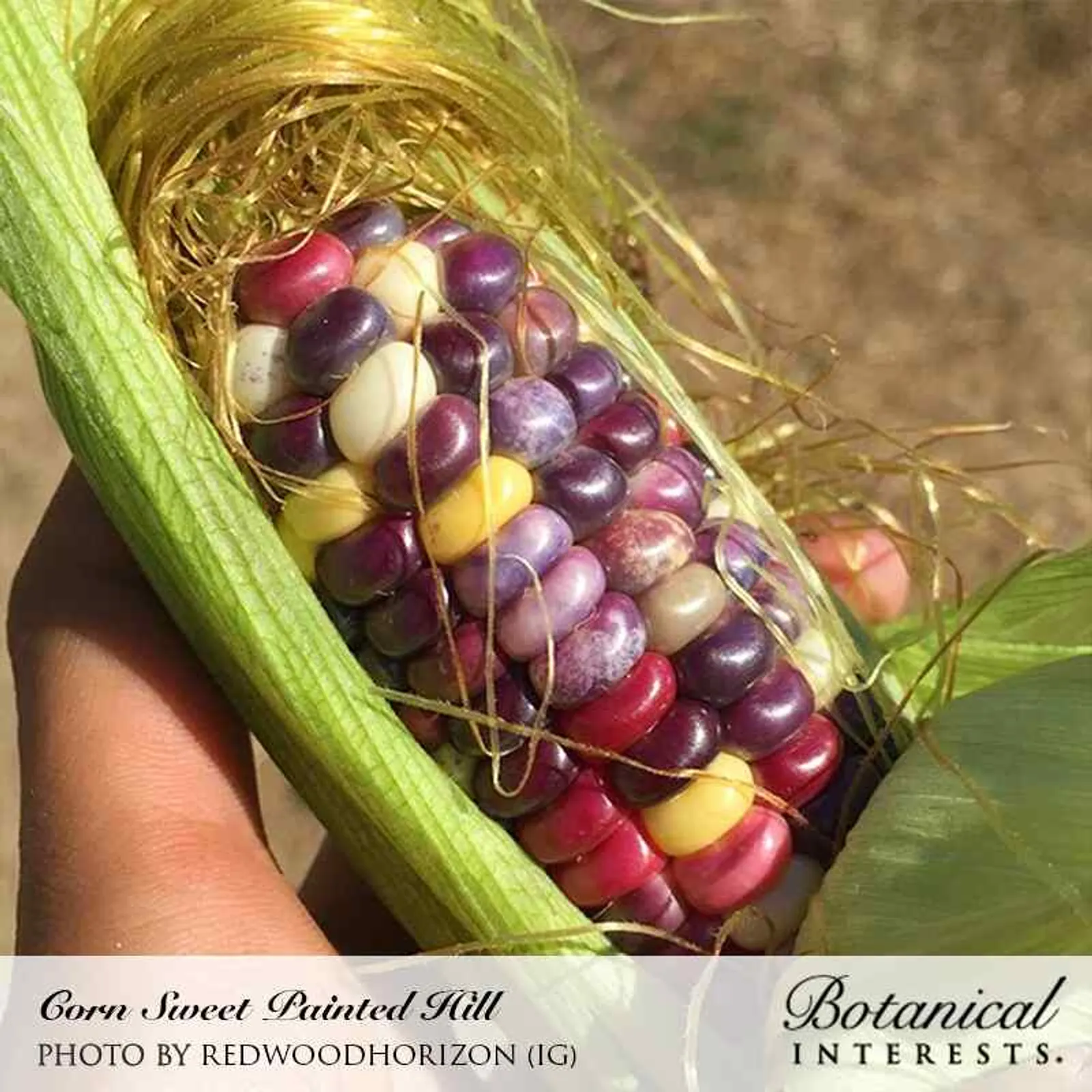 Painted Hill Corn