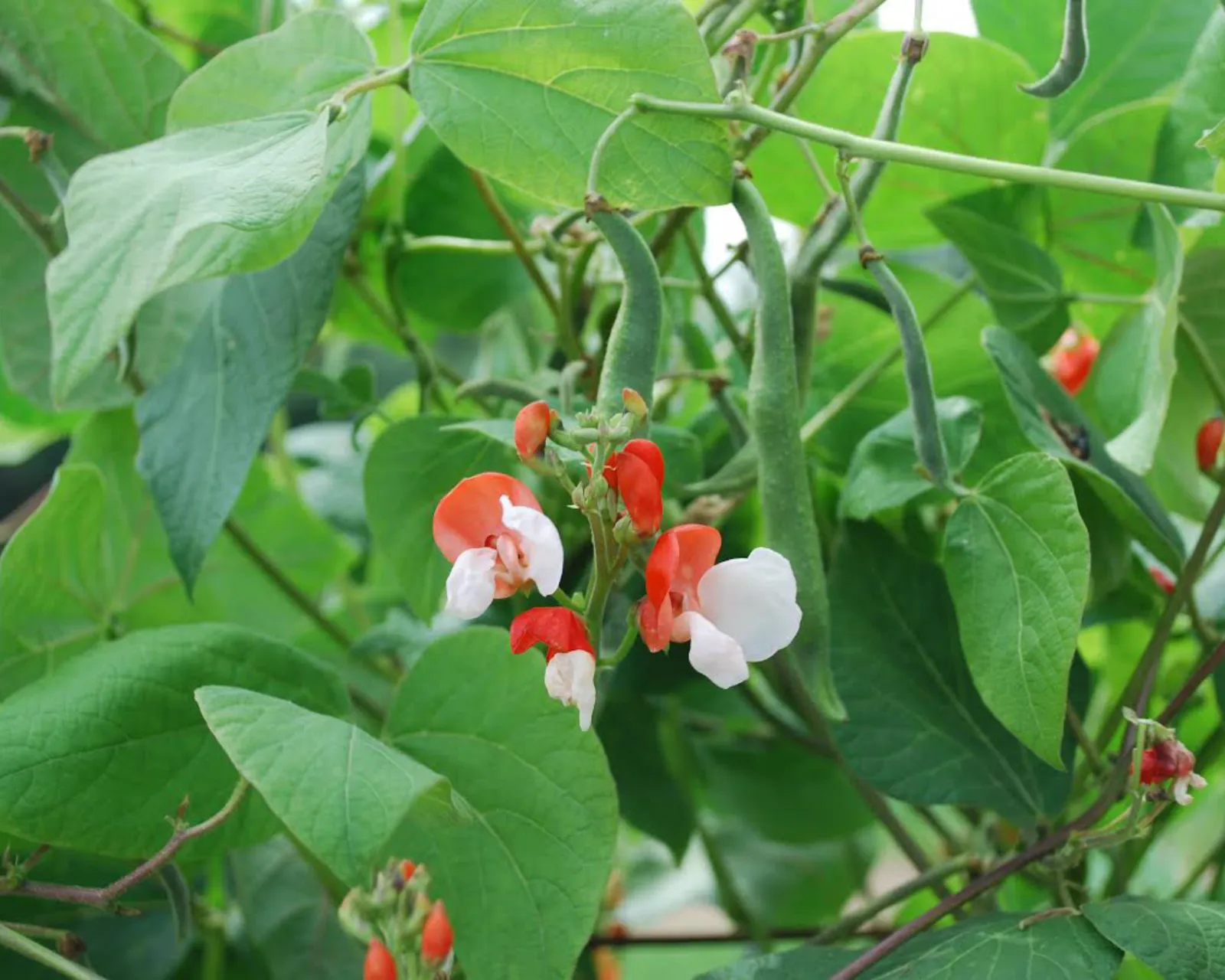 Painted Lady Beans