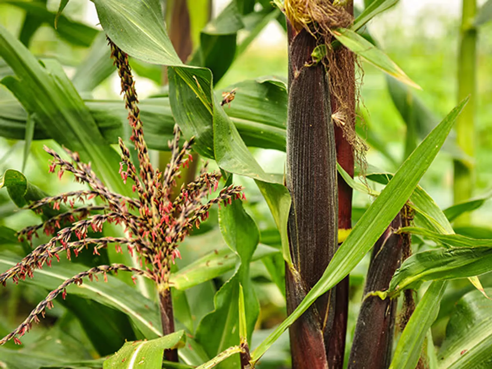 Painted Mountain Corn