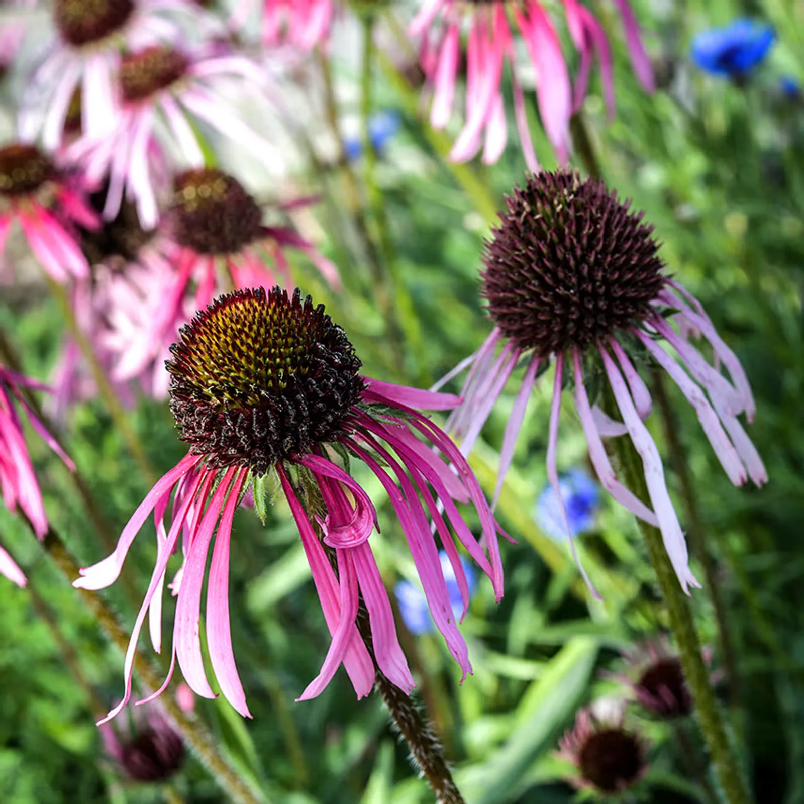 Pallida Echinacea