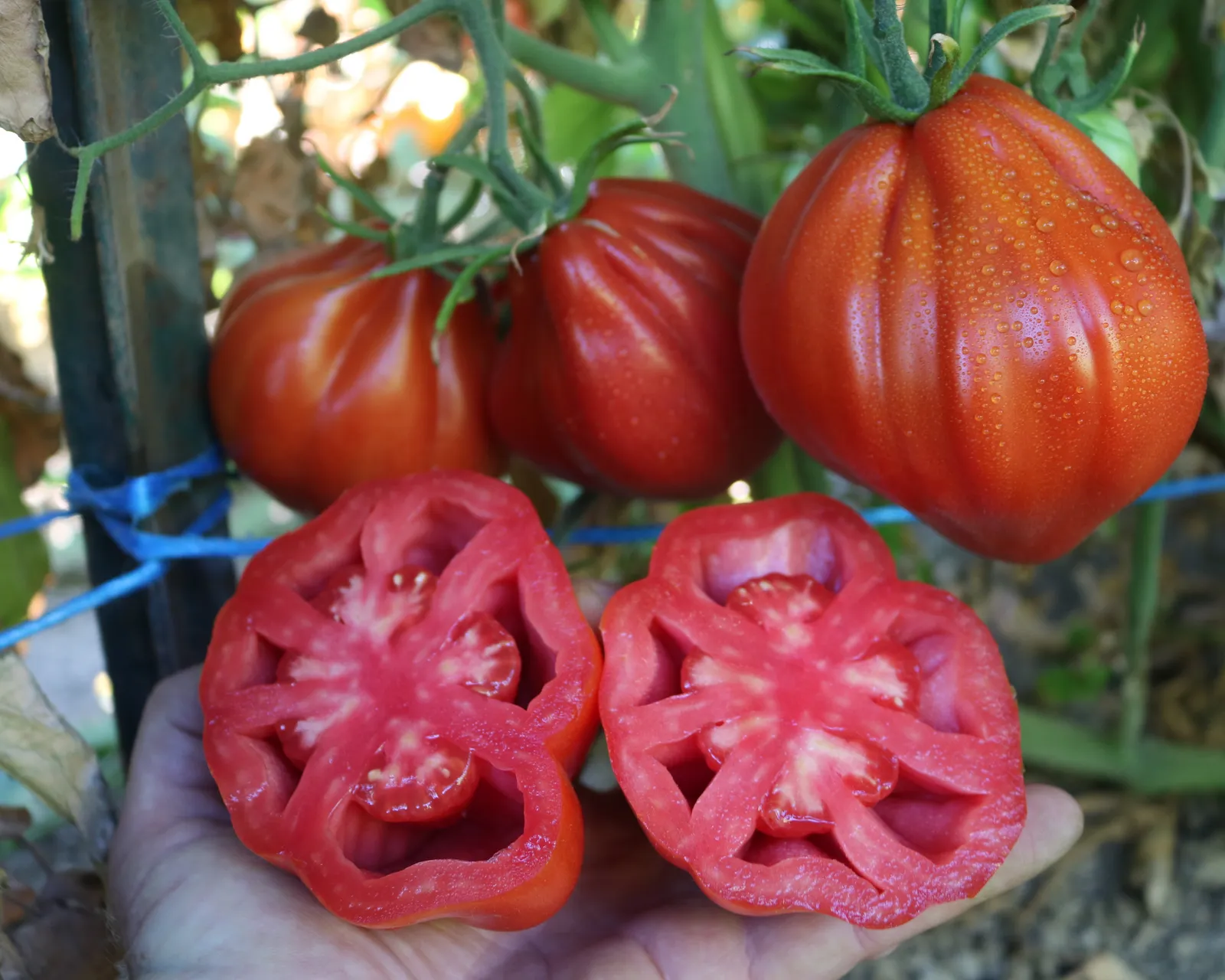 Palpatation Tomatoes