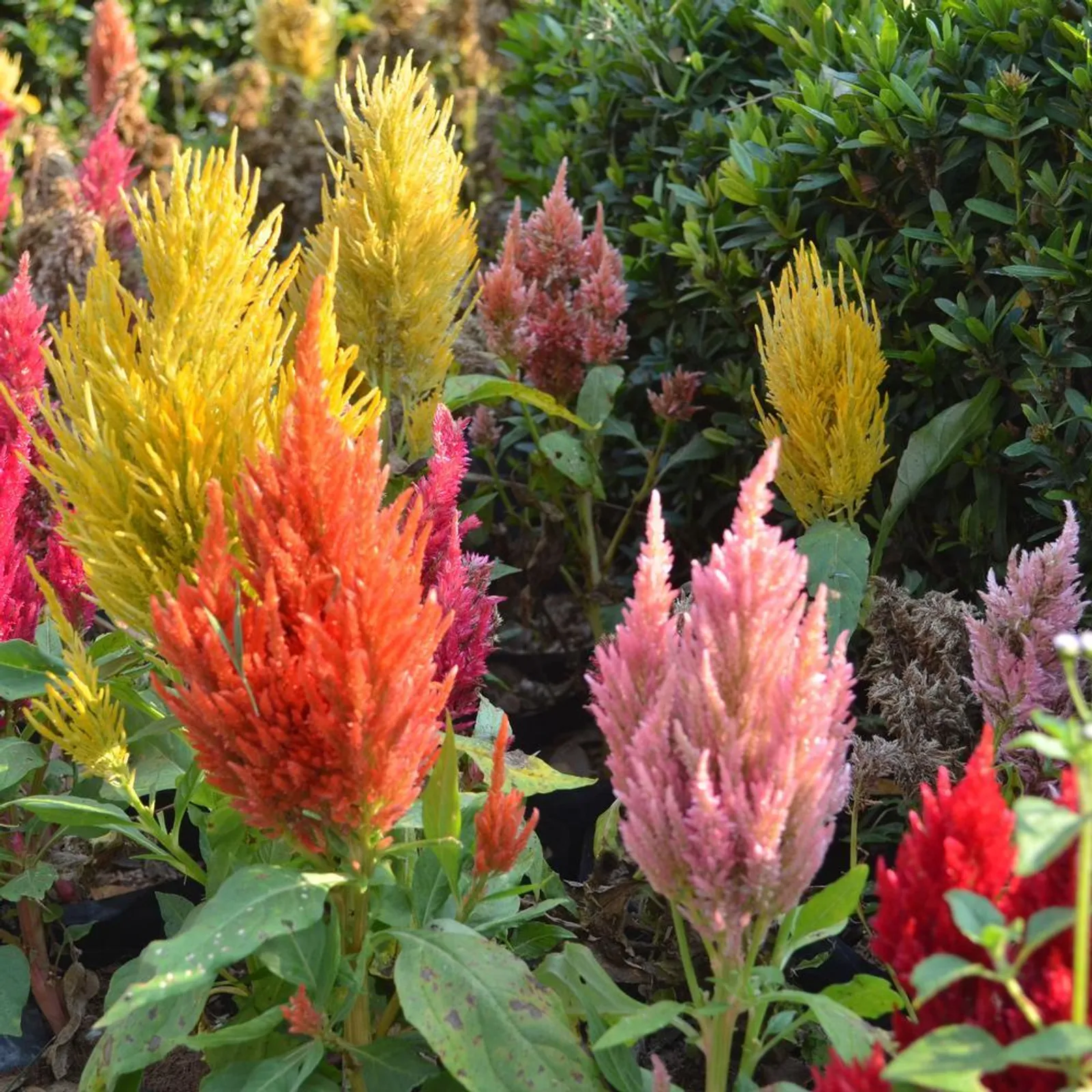 Pampas Plume Tall Blend Celosia