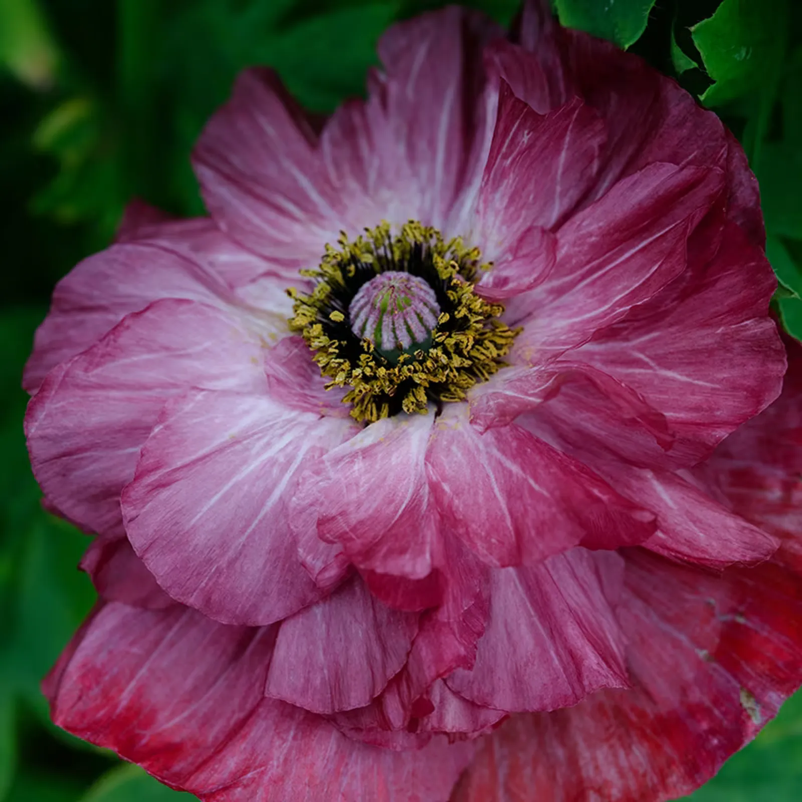 Pandora Poppies