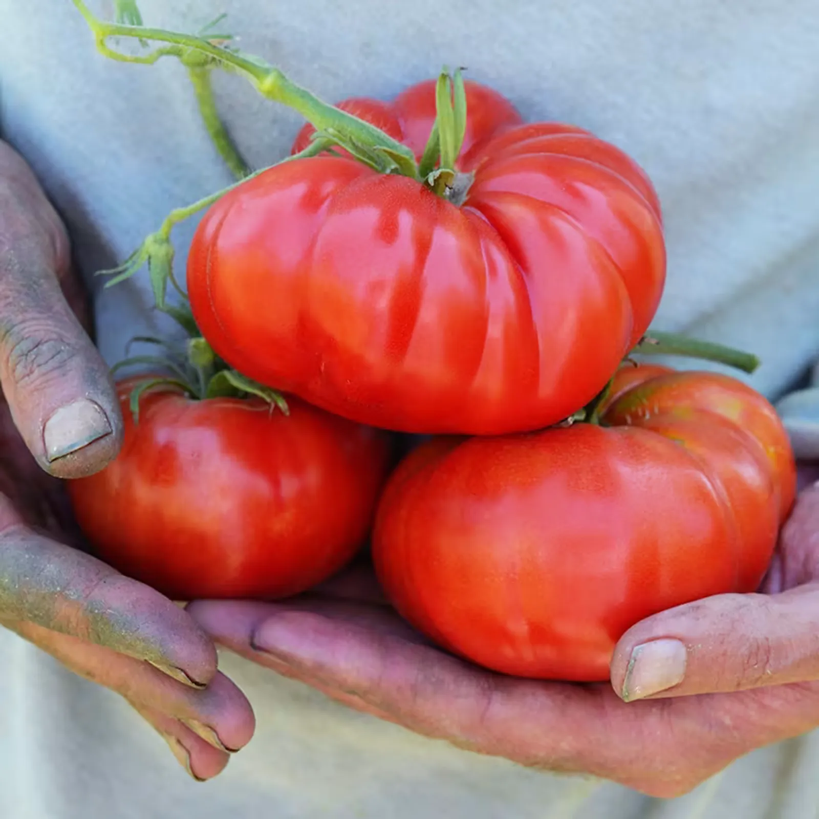 Pantano Romanesco Tomatoes