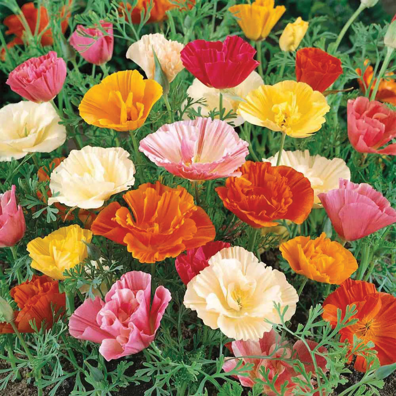 Papaver Poppy Mix California Poppy