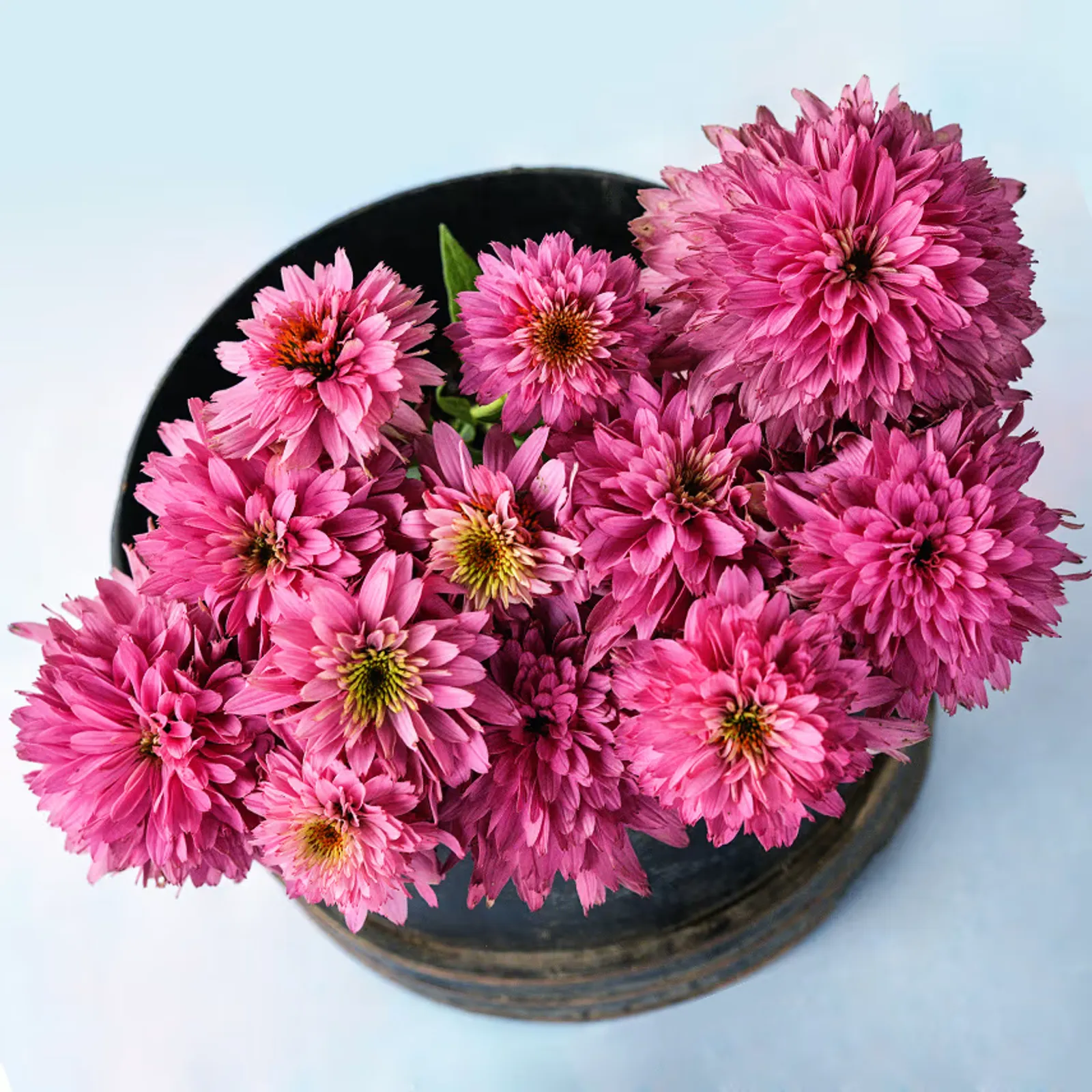 Paradiso Super-Duper Echinacea