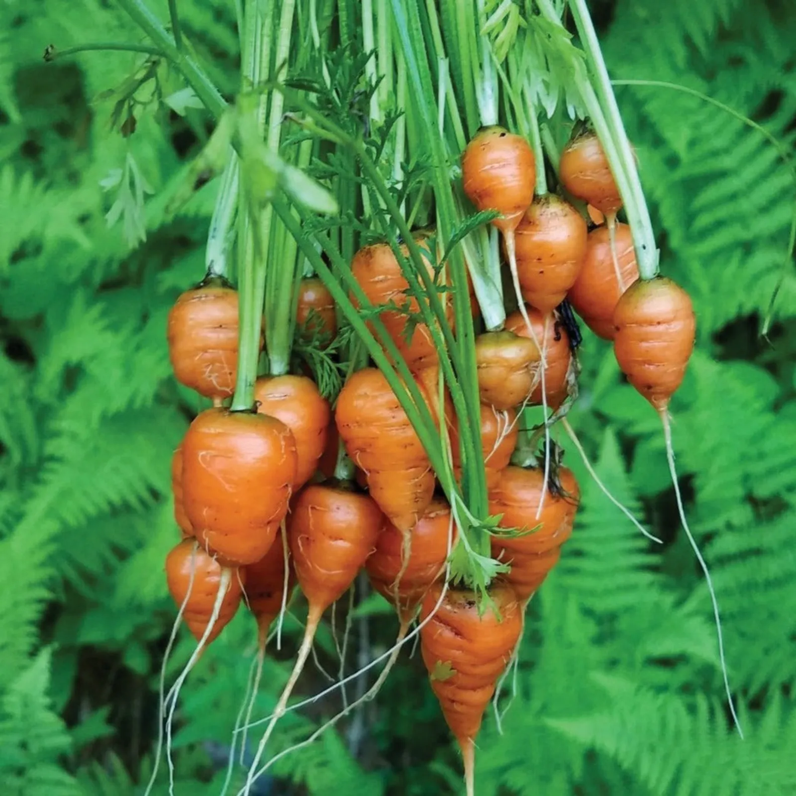 Parisian or Paris Market Carrots