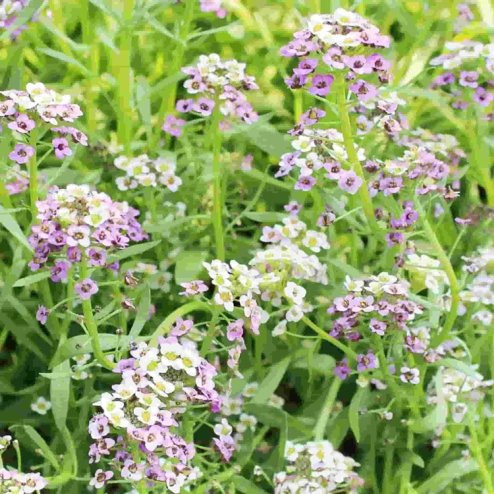 Pastel Carpet Alyssum