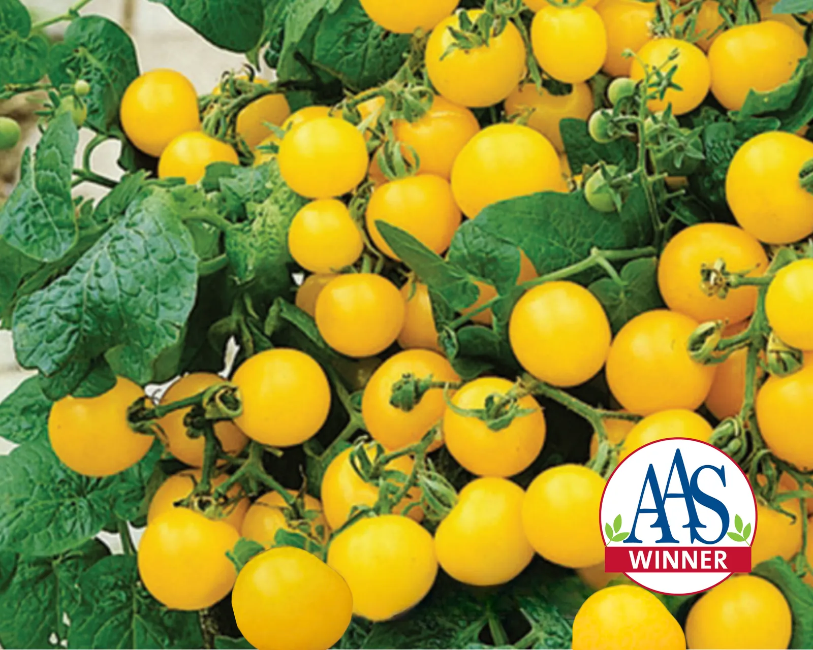 Patio Choice Yellow Tomatoes