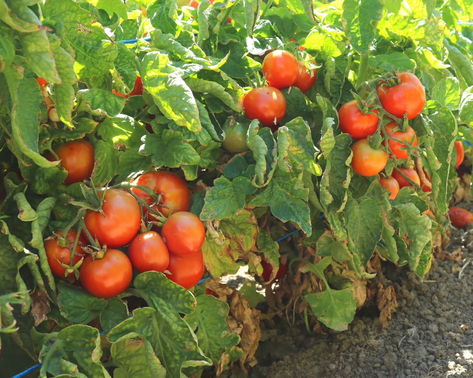 Patio Tomatoes