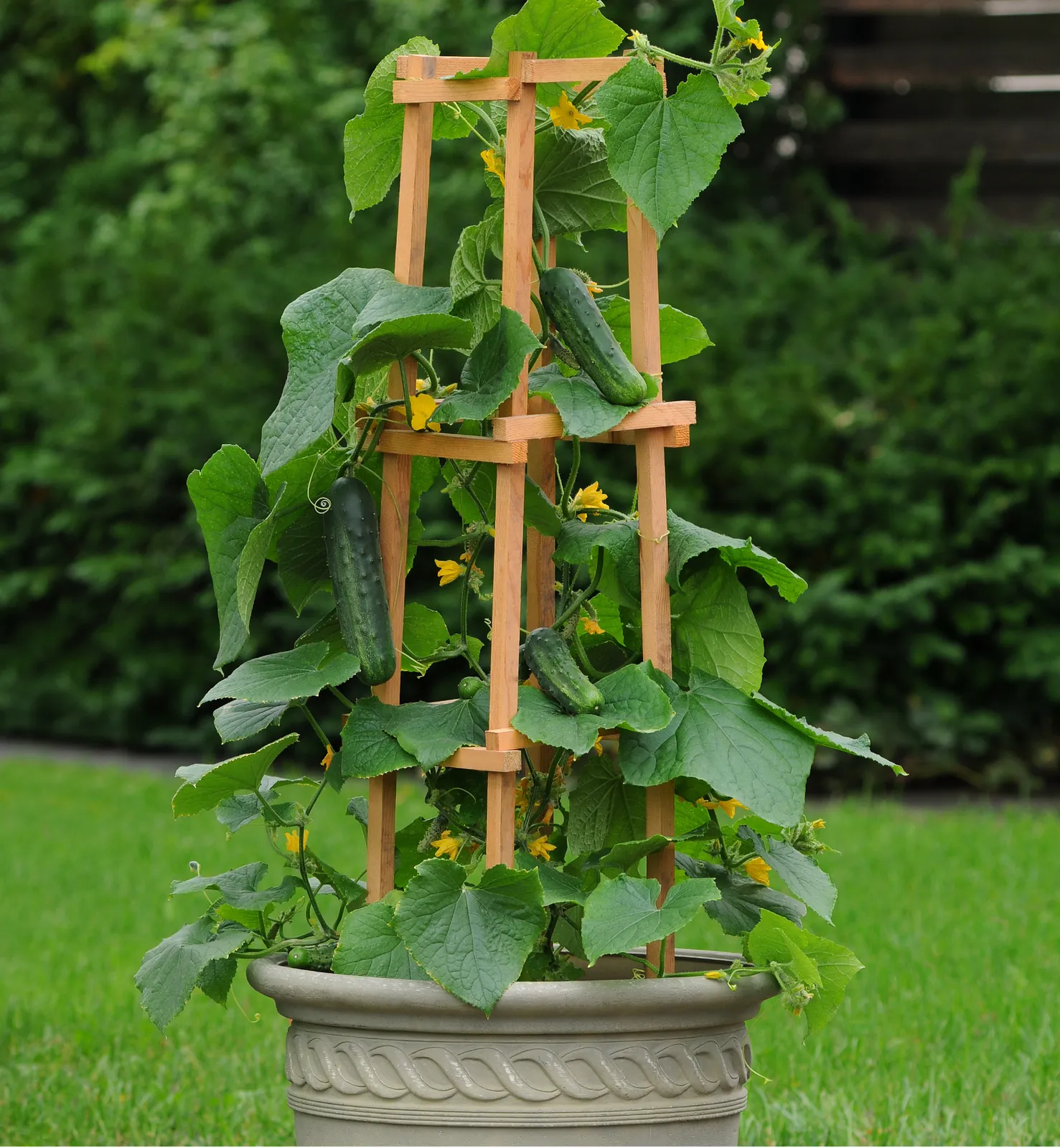 Patio Snacker Cucumbers
