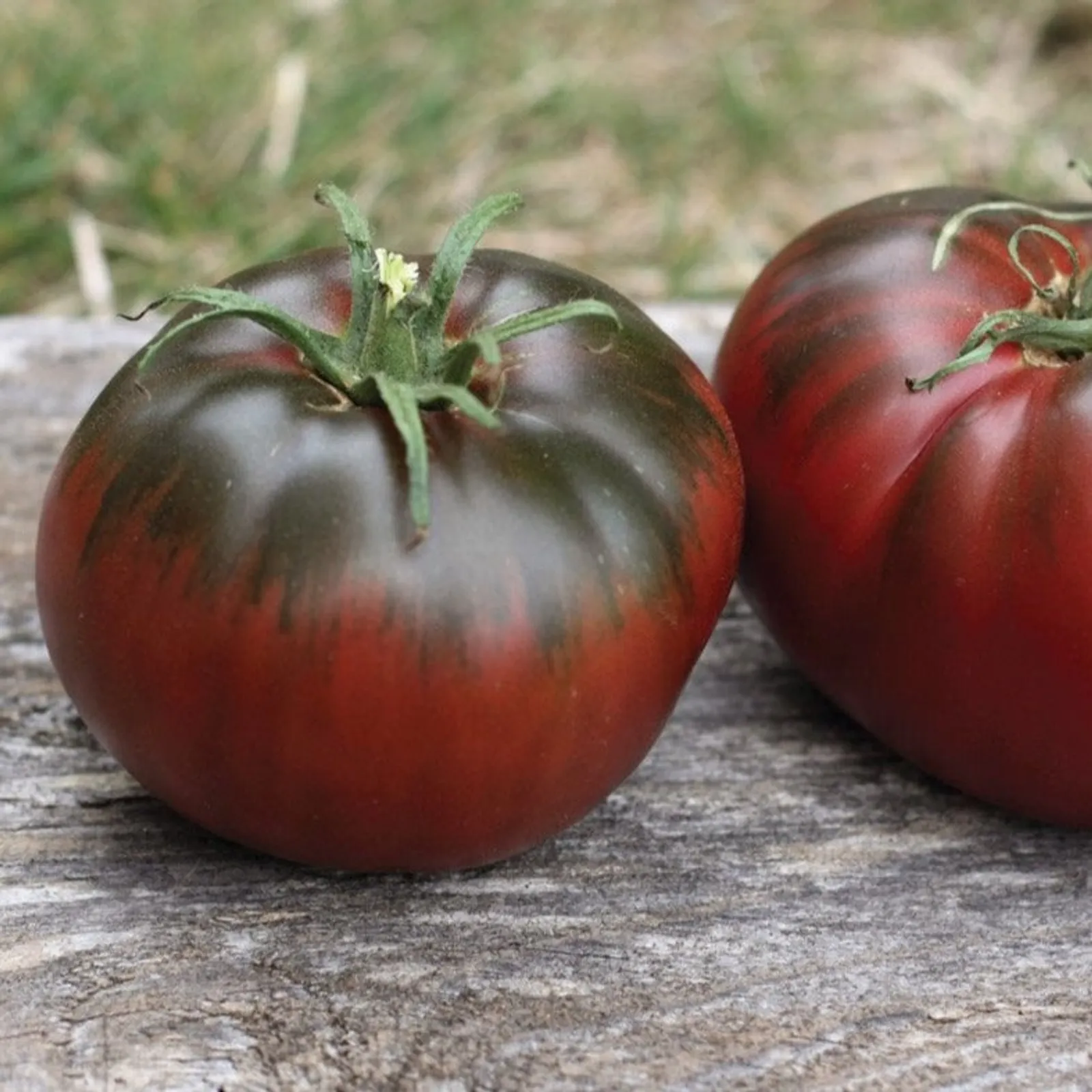 Paul Robeson Tomatoes