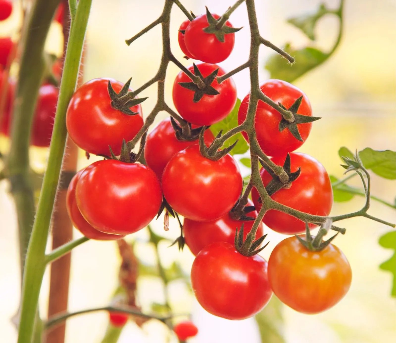 Peace Vine Cherry Tomatoes